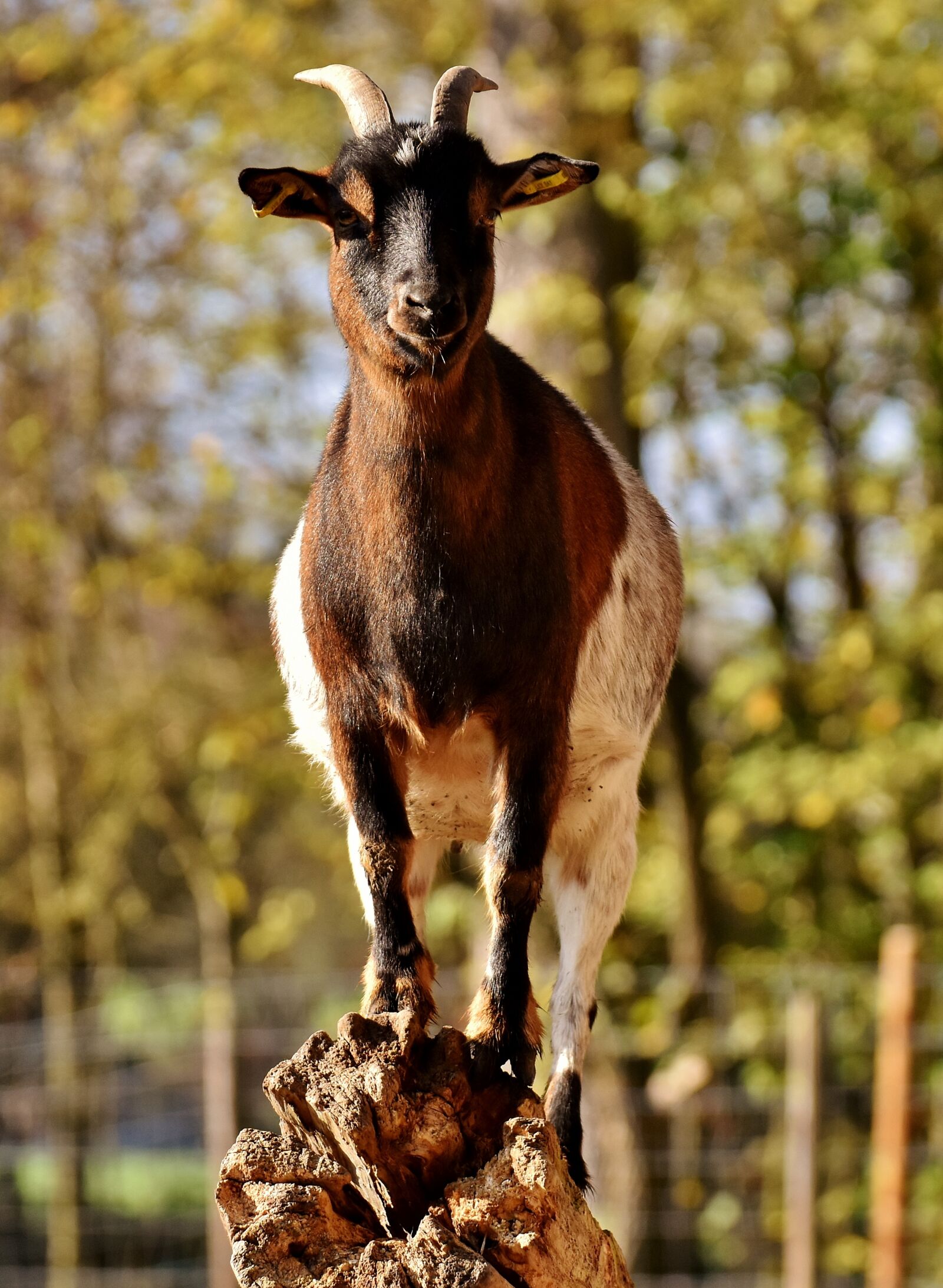 Nikon D7200 sample photo. Billy goat, goat, animal photography