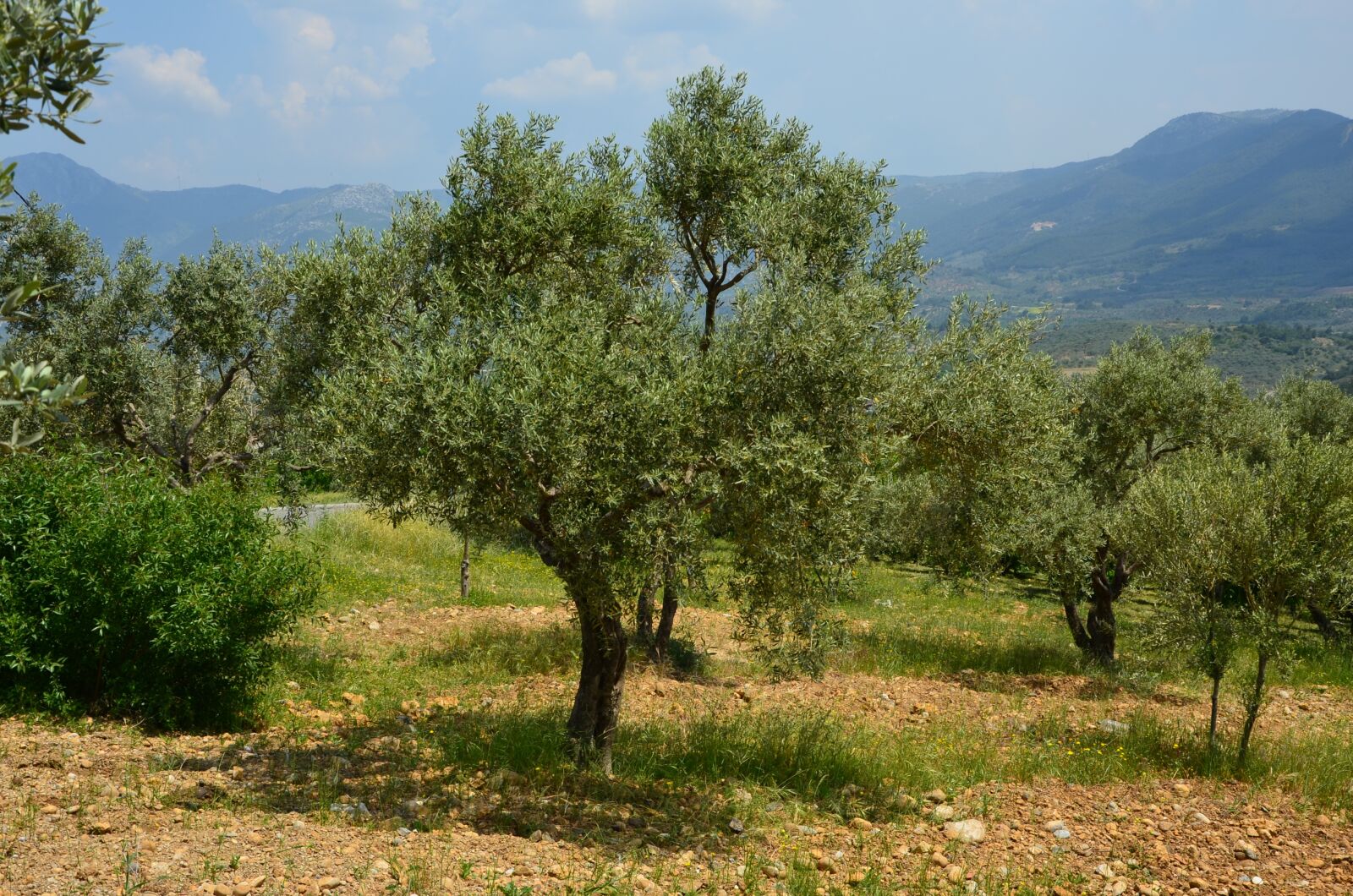 Nikon D7000 sample photo. Olives, olive tree, olive photography
