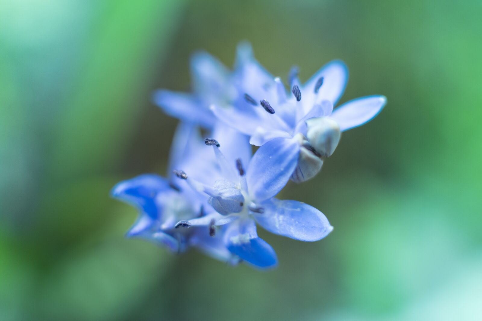 Nikon D7500 sample photo. Photos timeo, flower, nature photography