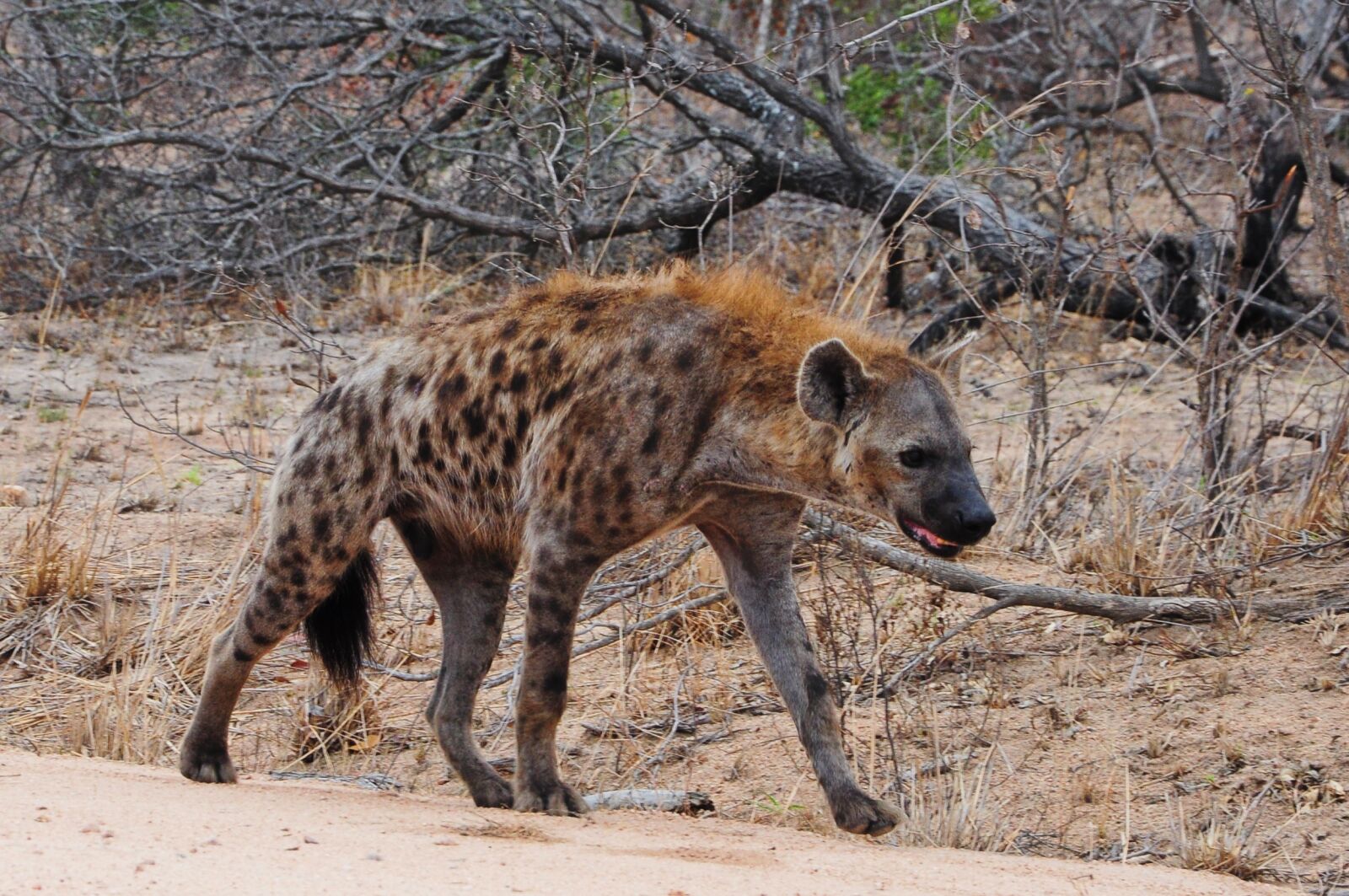 Nikon D90 sample photo. Kruger, africa, hyena photography