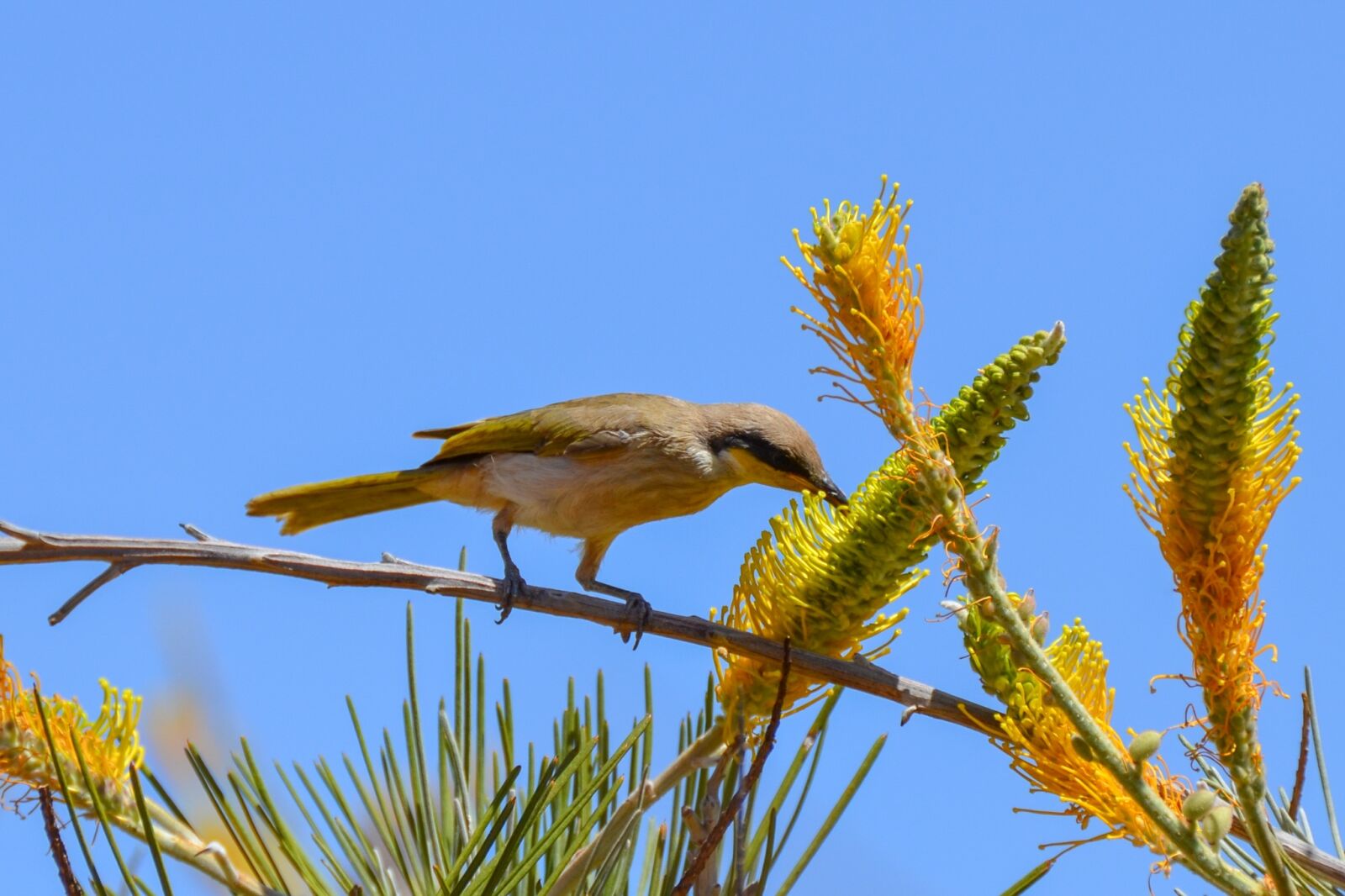 Nikon D5100 sample photo. Brown honeyeater, honeyeater, bird photography