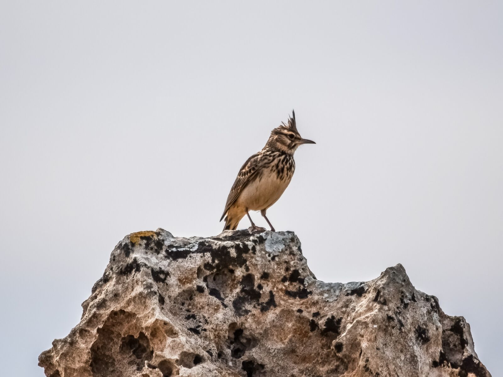 Nikon D3300 sample photo. Lark, bird, wildlife photography