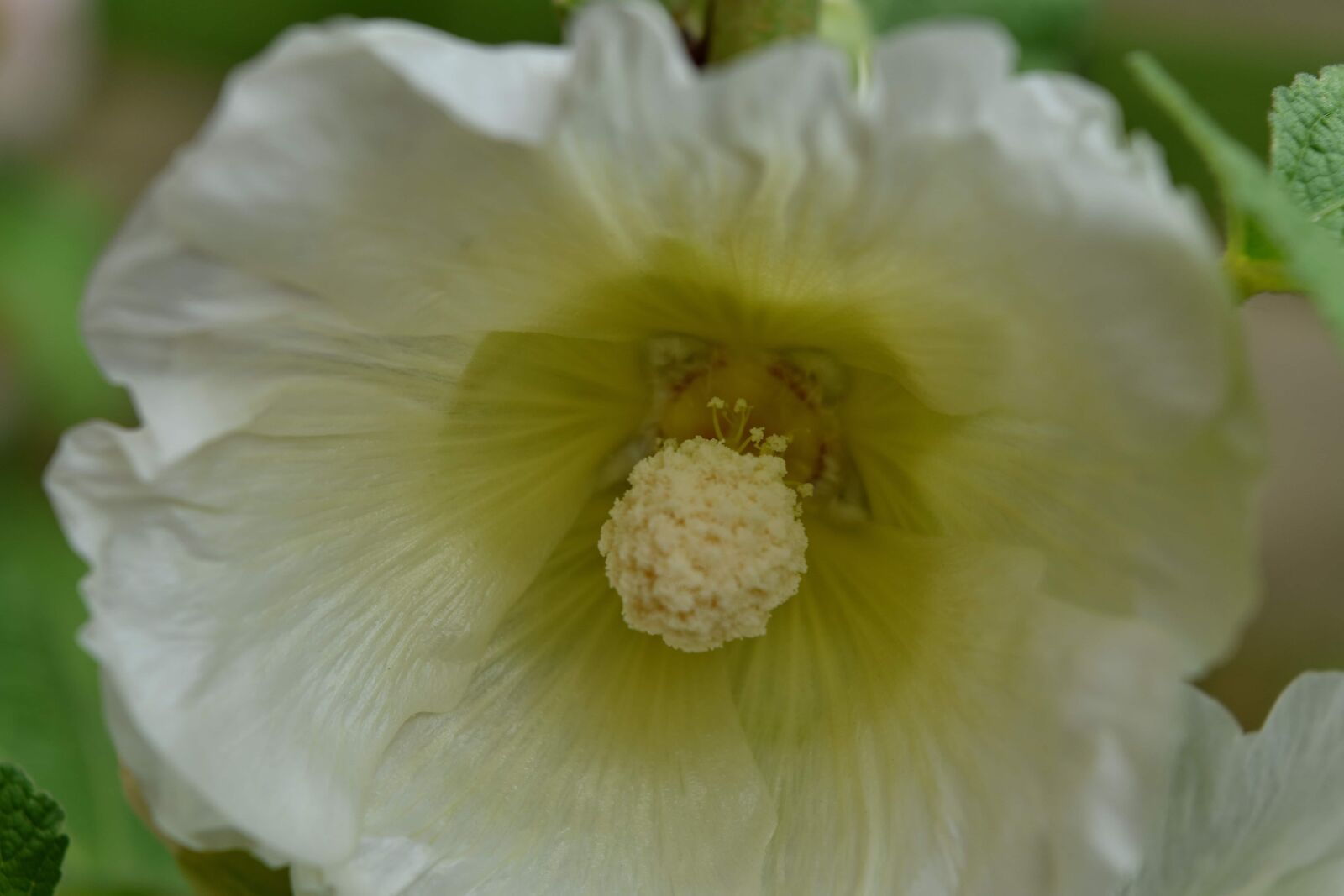 Nikon D5500 sample photo. Detail, focus, pollen, white photography