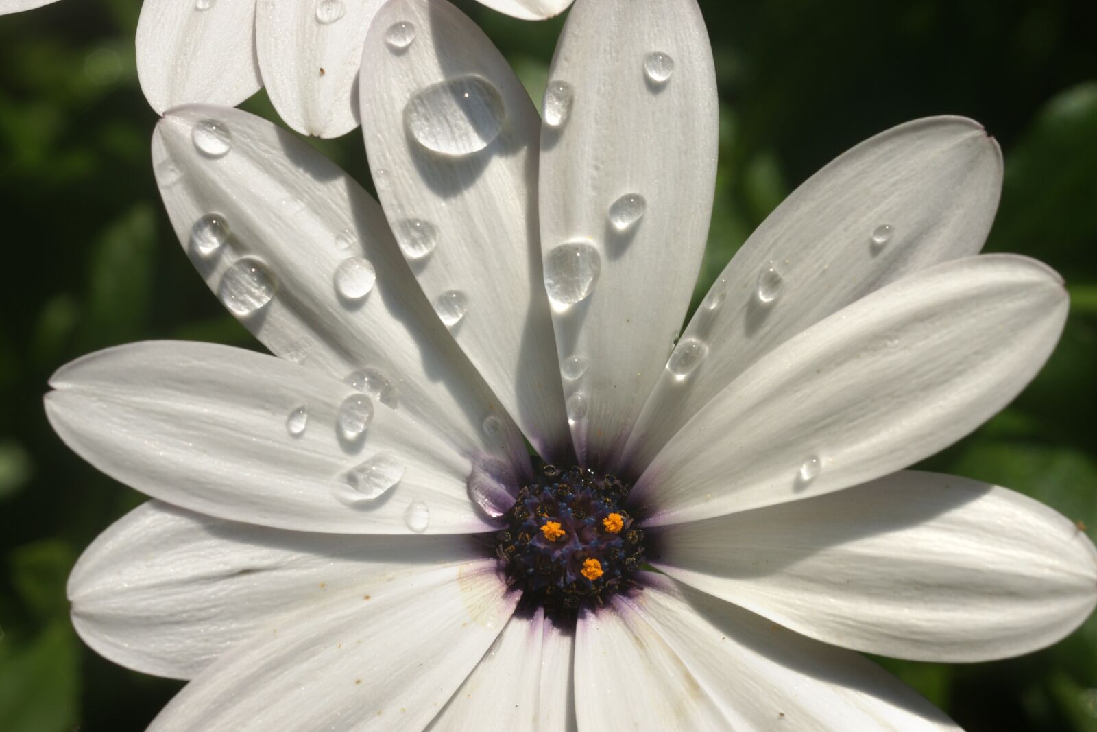 Sony Alpha DSLR-A700 sample photo. Flower, water drops, dew photography