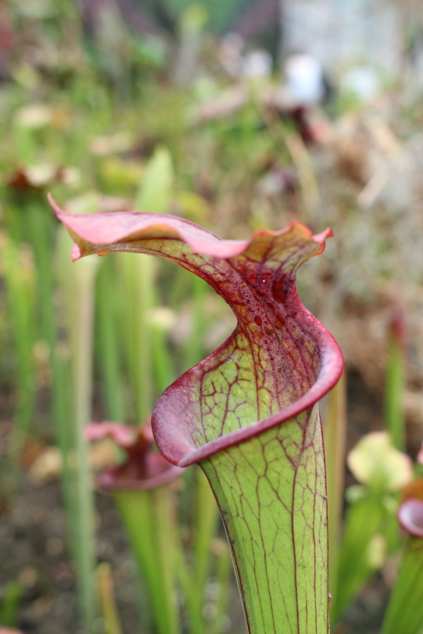 Canon EOS 100D (EOS Rebel SL1 / EOS Kiss X7) sample photo. Carnivorous flower, hungry flower photography