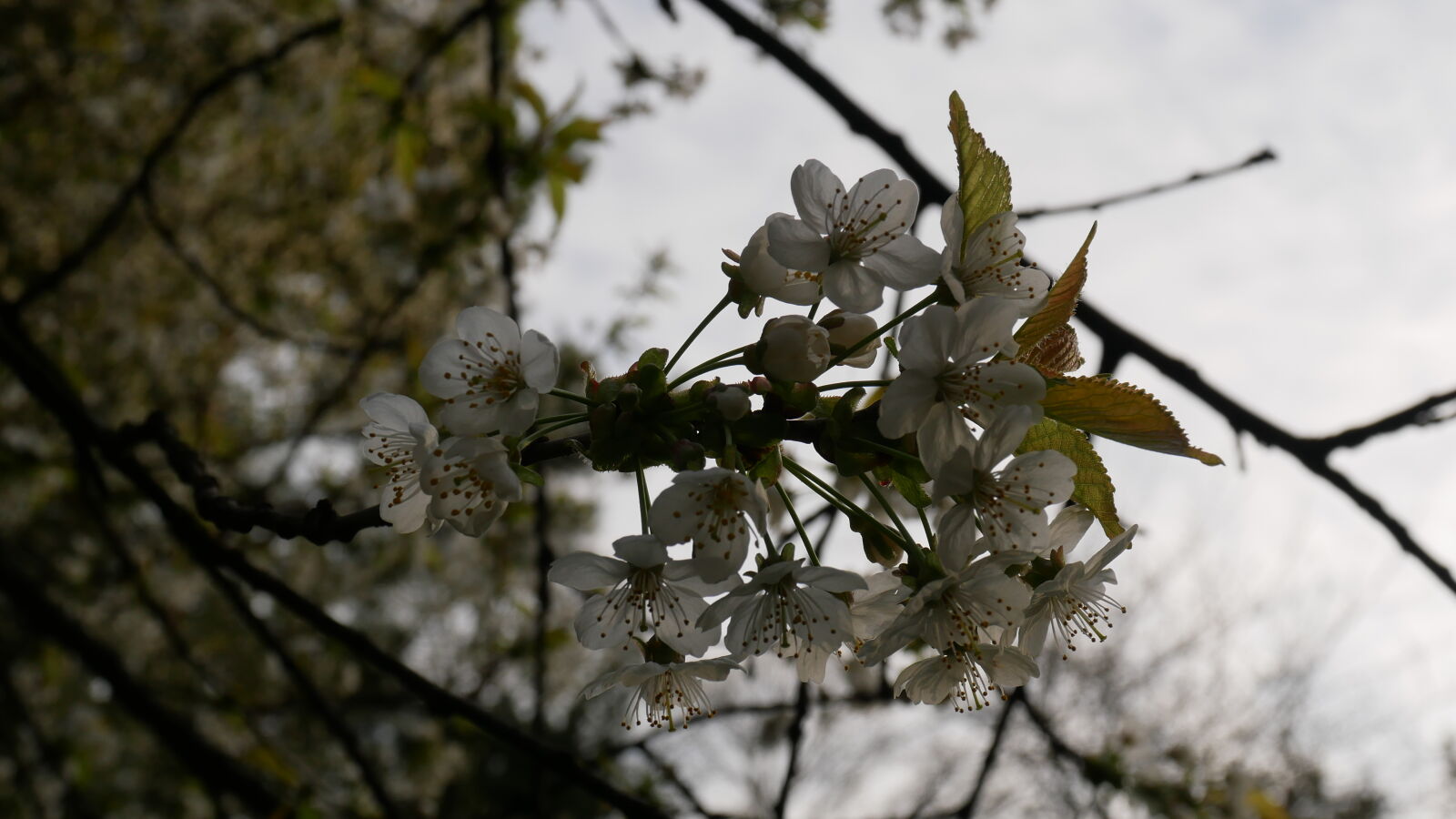 Olympus M.Zuiko Digital ED 12-50mm F3.5-6.3 EZ sample photo. Cherry, blossoms, nature photography