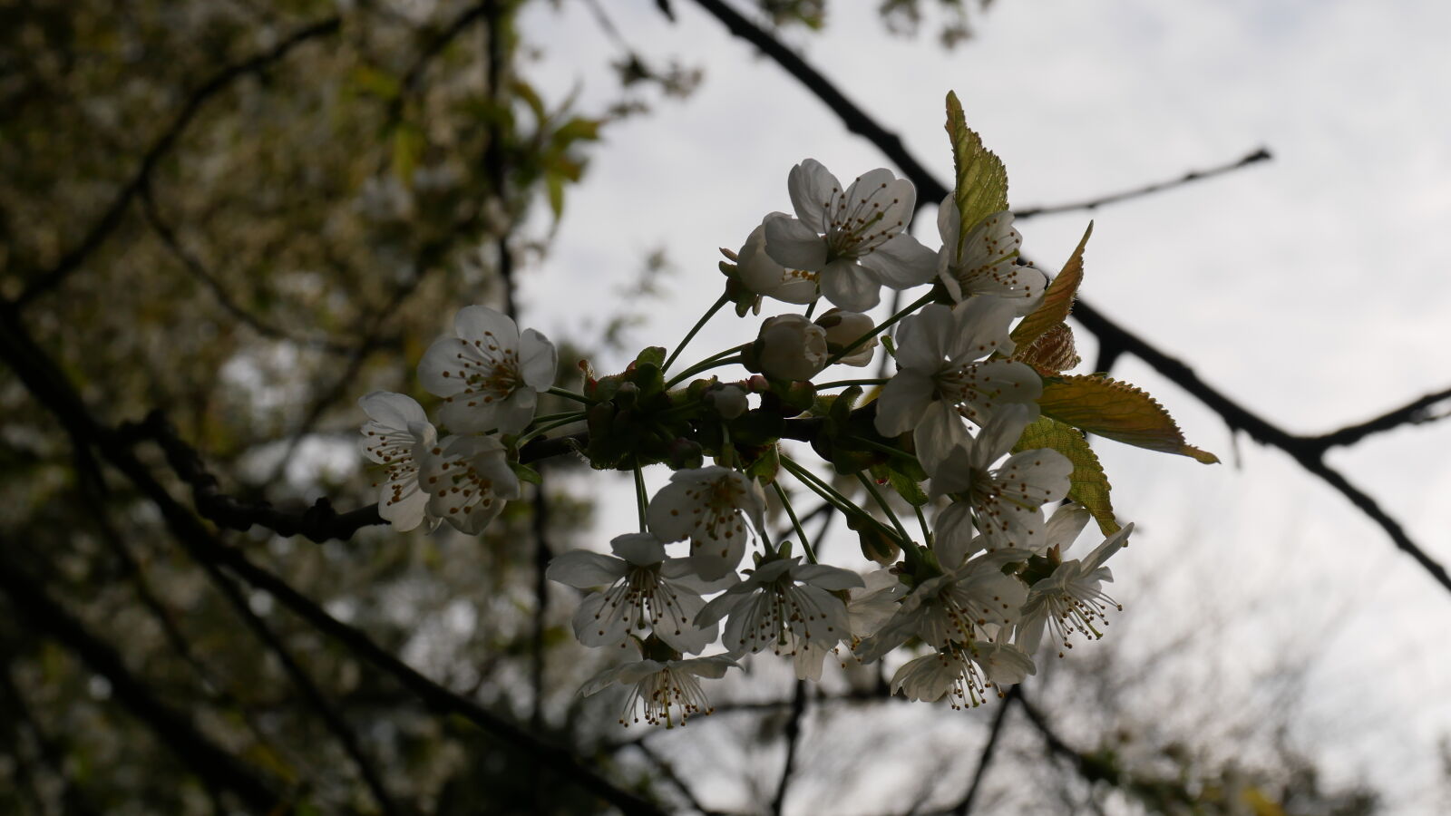 Panasonic Lumix DMC-GX85 (Lumix DMC-GX80 / Lumix DMC-GX7 Mark II) sample photo. Cherry, blossoms, nature photography