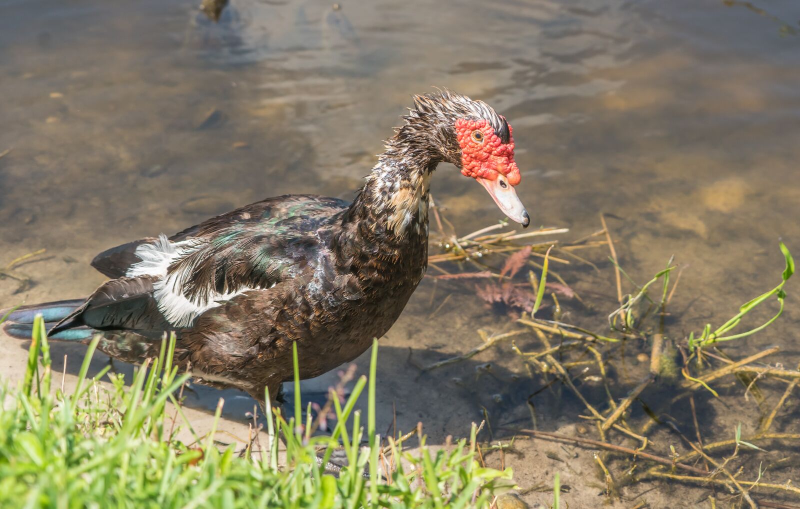 Sony a7R II sample photo. Muscovy duck, red headed photography