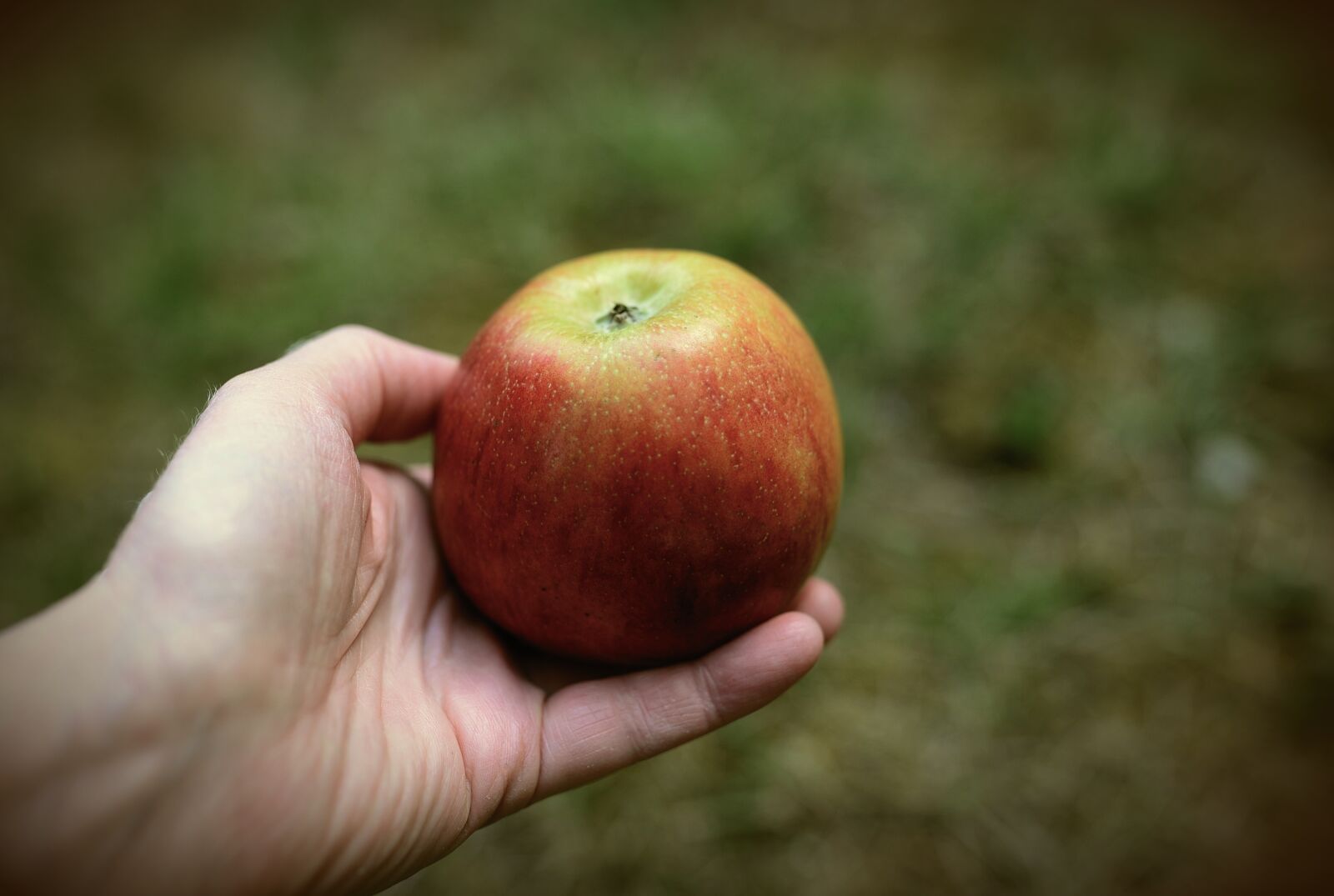 Nikon D610 sample photo. Apple, fruit, hand photography
