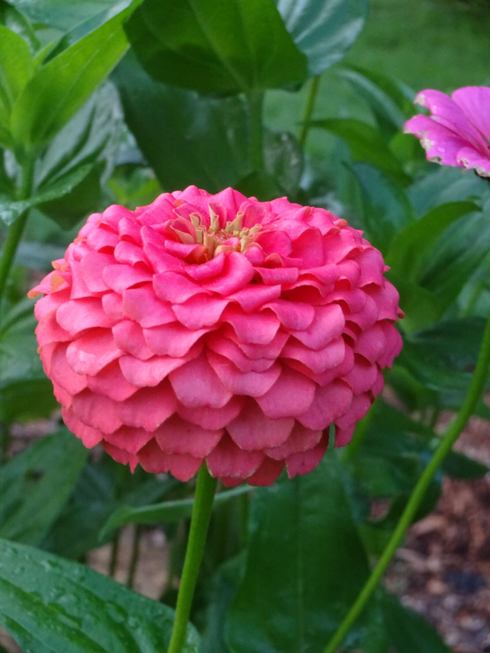 Sony Cyber-shot DSC-WX220 sample photo. Pink, zinnia, colorful photography