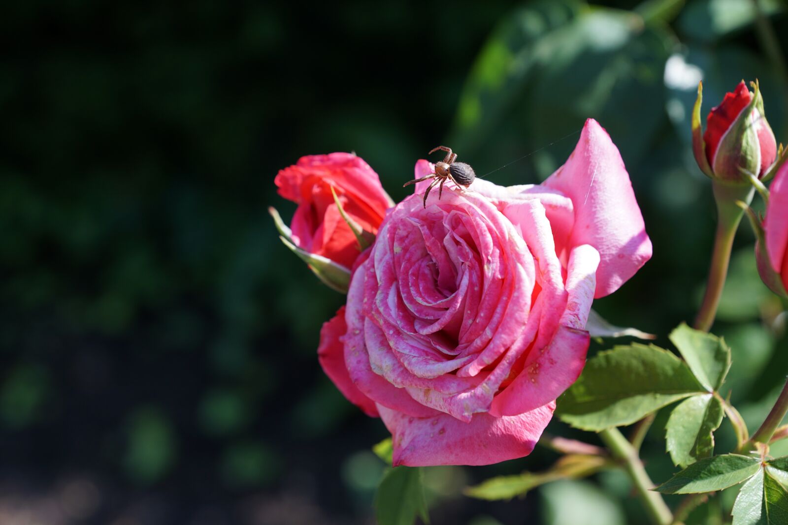 Sony DT 16-50mm F2.8 SSM sample photo. Rose, flower, plant photography