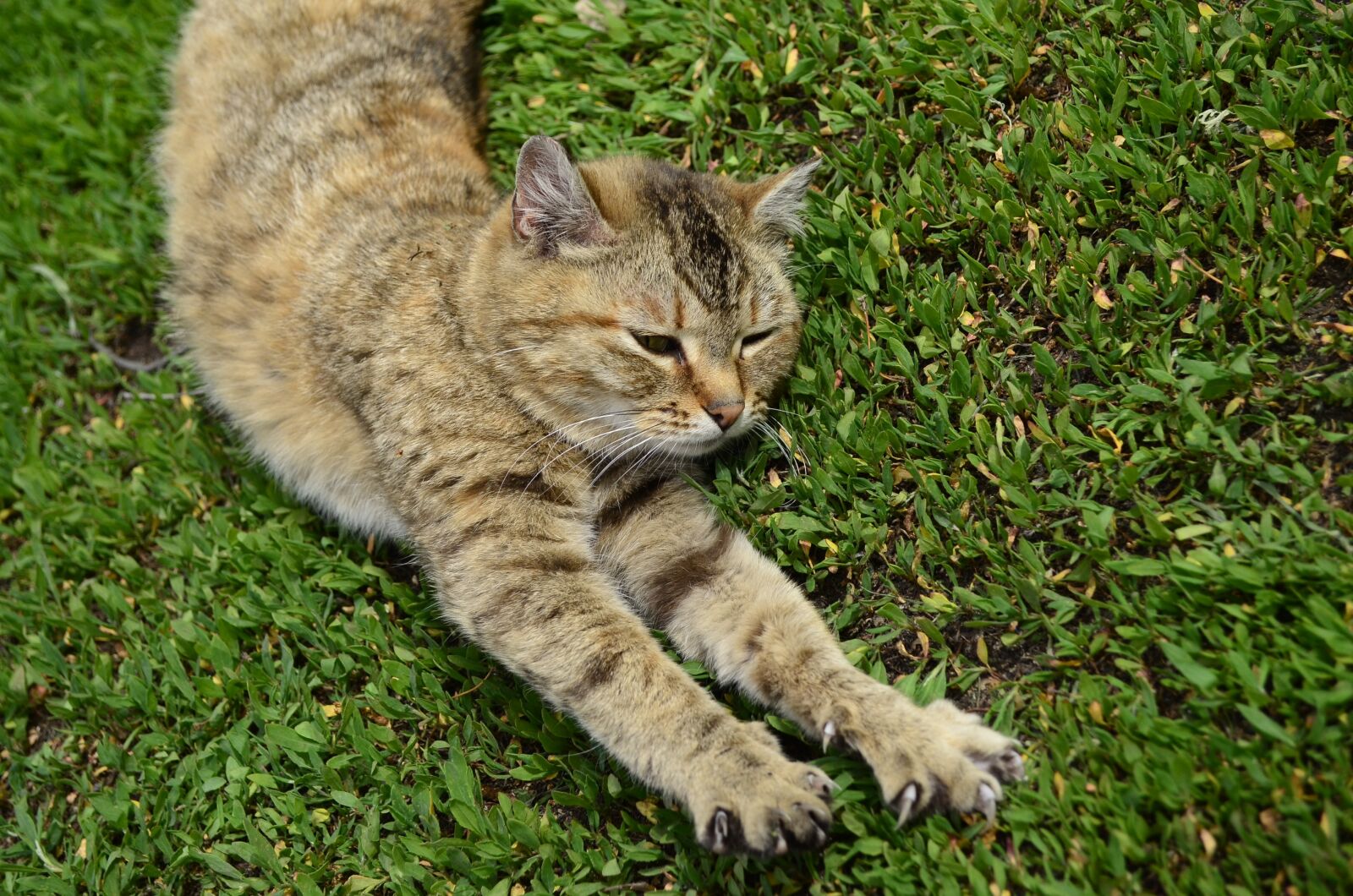 Nikon D5100 sample photo. Cat, foot, cat paws photography