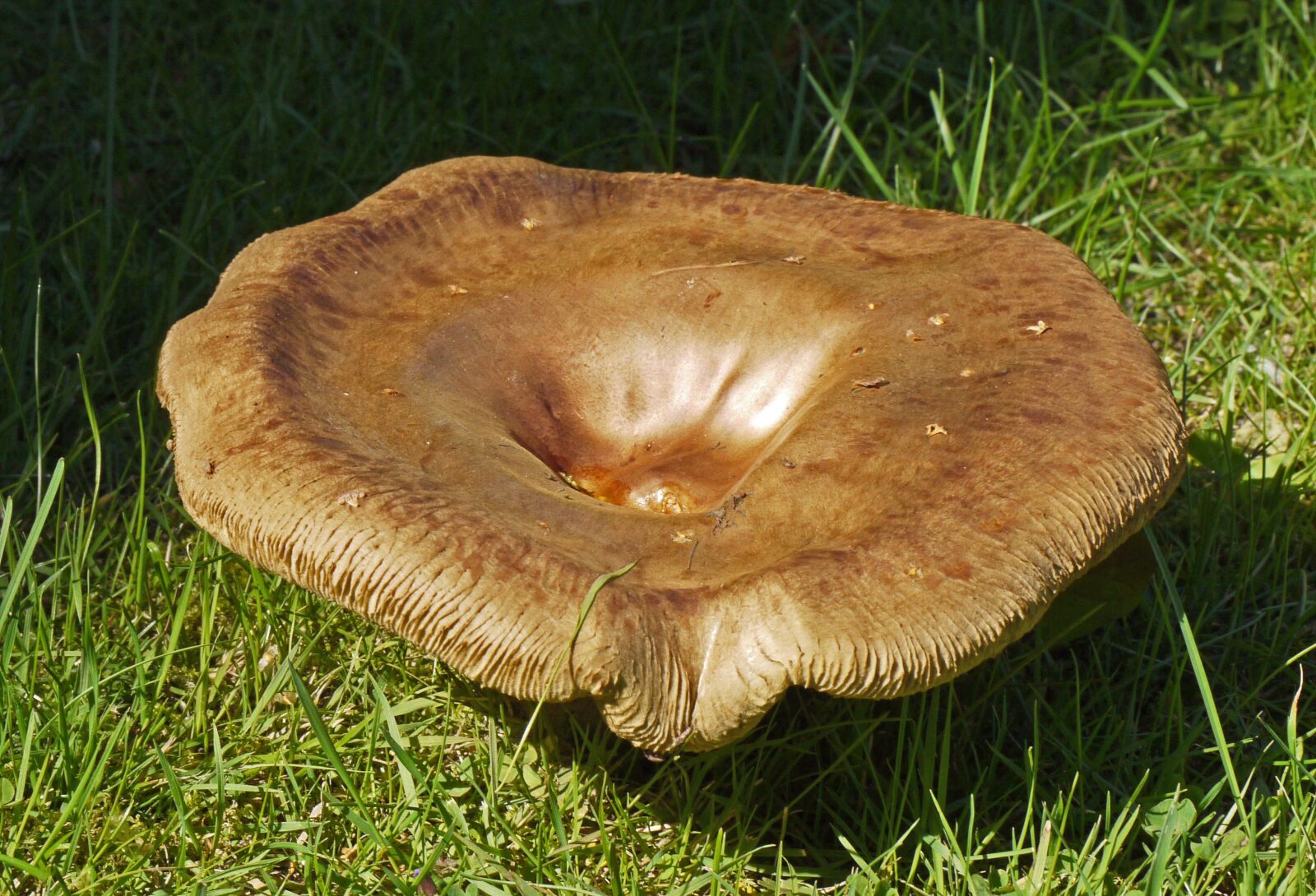 Panasonic Lumix DMC-G1 sample photo. Age birch fungus, mature photography