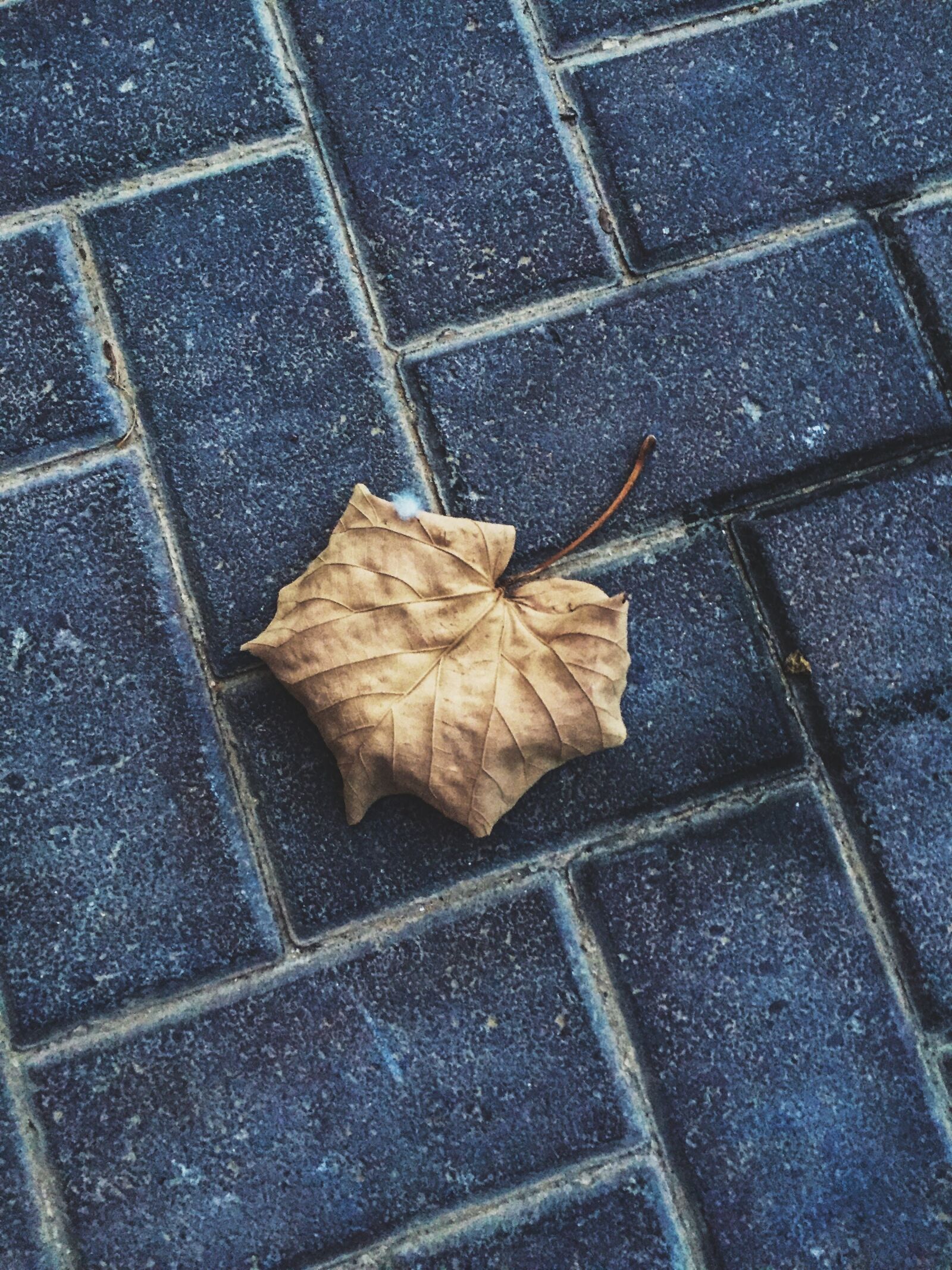 Apple iPhone 6 sample photo. Labor day, nature, natural photography