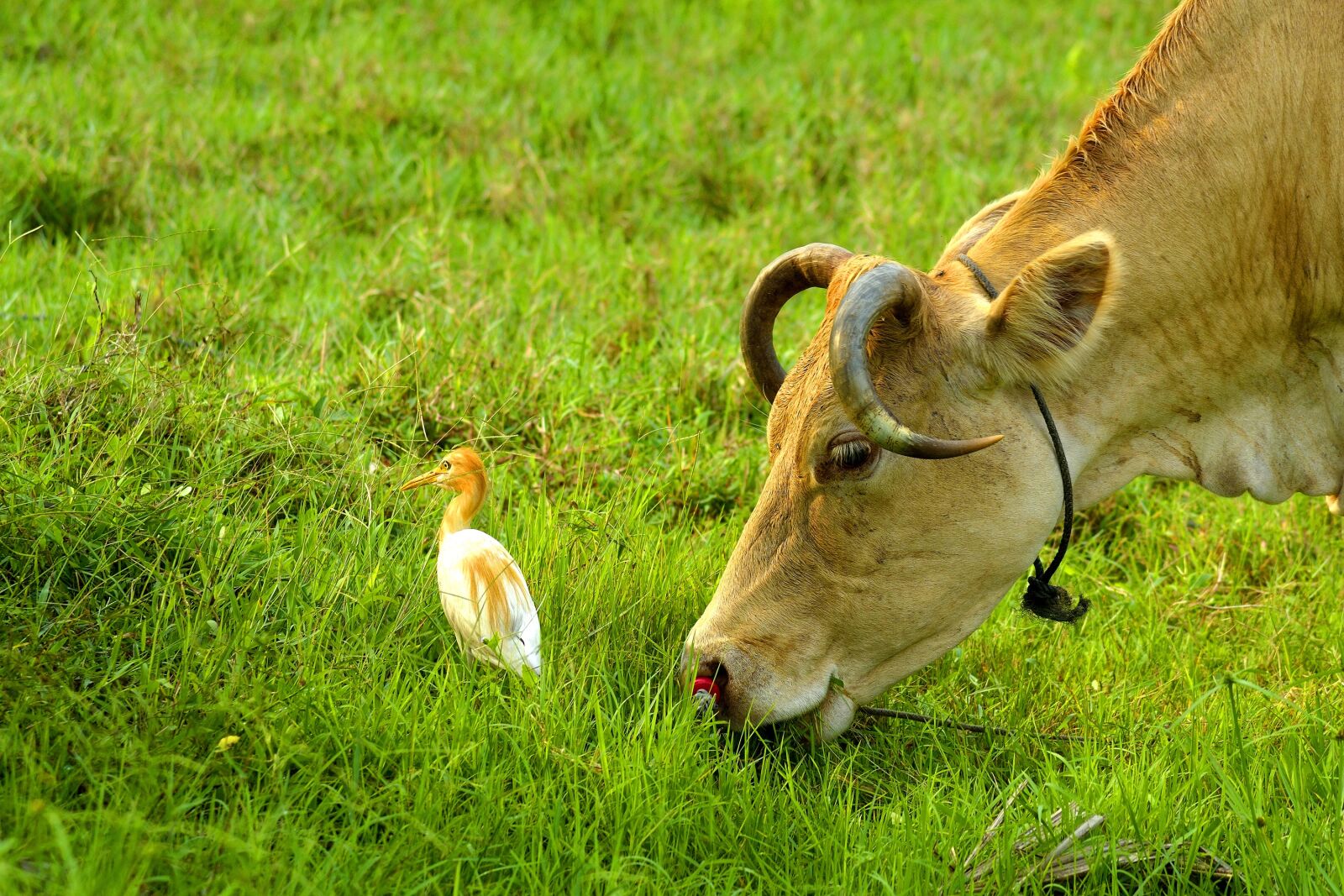 Nikon D5300 sample photo. Field, grass, nature photography