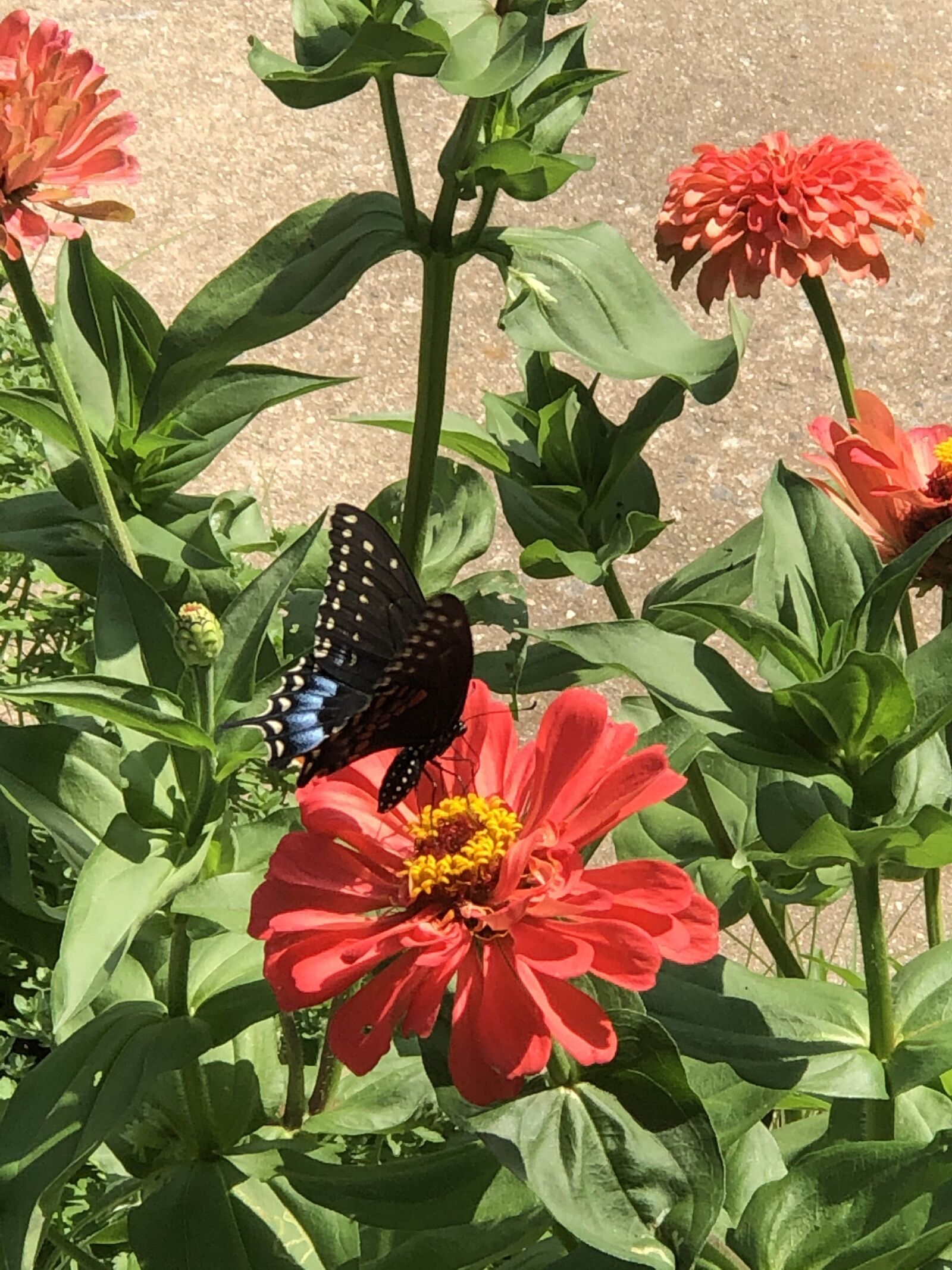iPhone 8 Plus back dual camera 6.6mm f/2.8 sample photo. Black butterfly, zinnias, butterfly photography