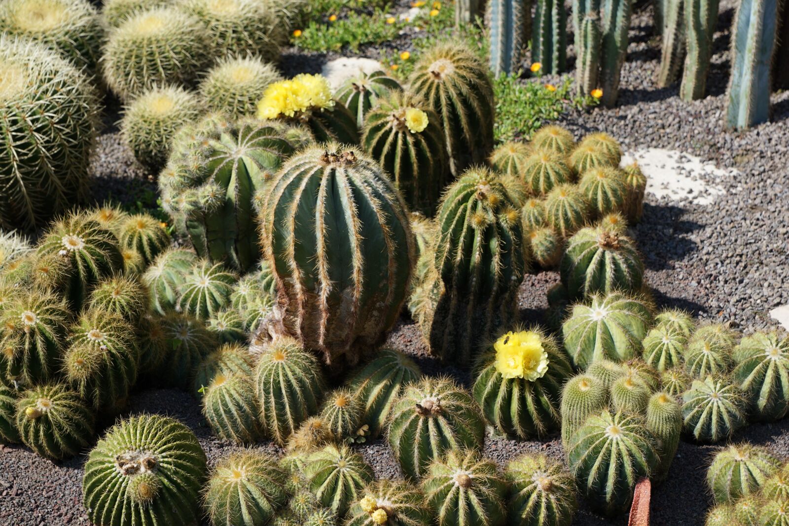 Sony DT 16-50mm F2.8 SSM sample photo. Cactus, green, plant photography