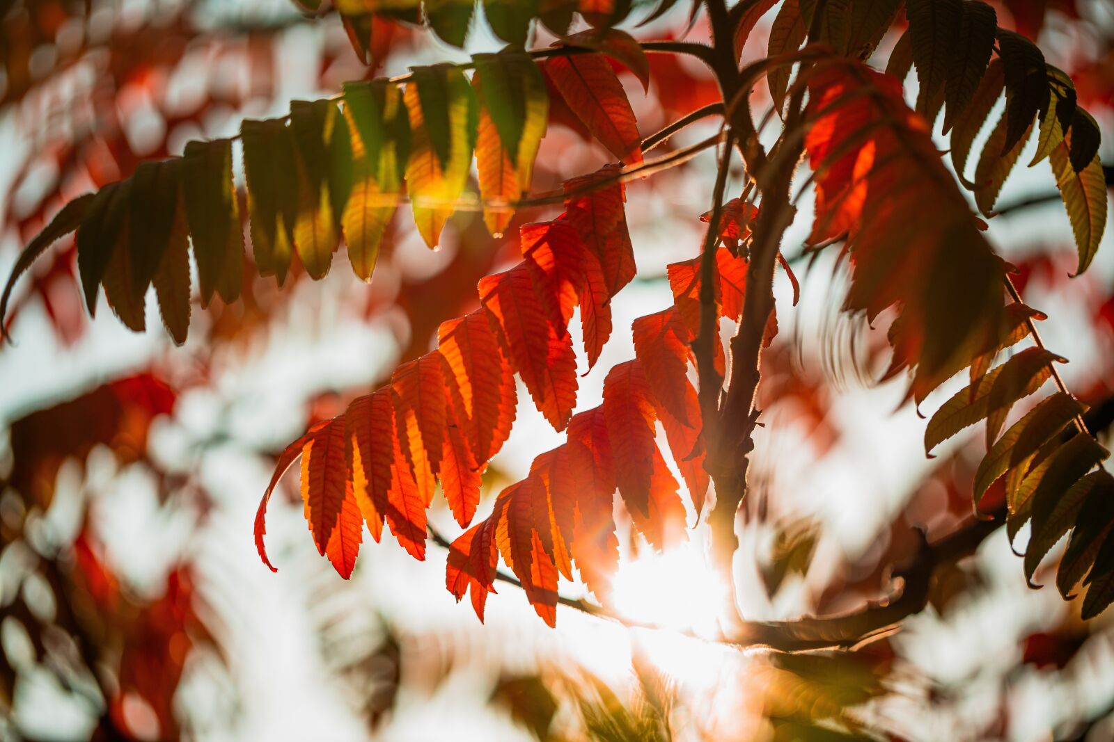 Canon EF 100mm F2.8L Macro IS USM sample photo. Foliage, autumn, orange photography