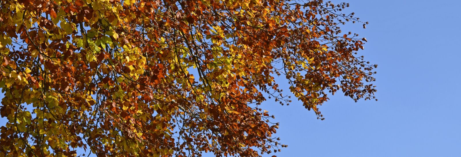 Nikon D7100 sample photo. Autumn tree, autumn, fall photography