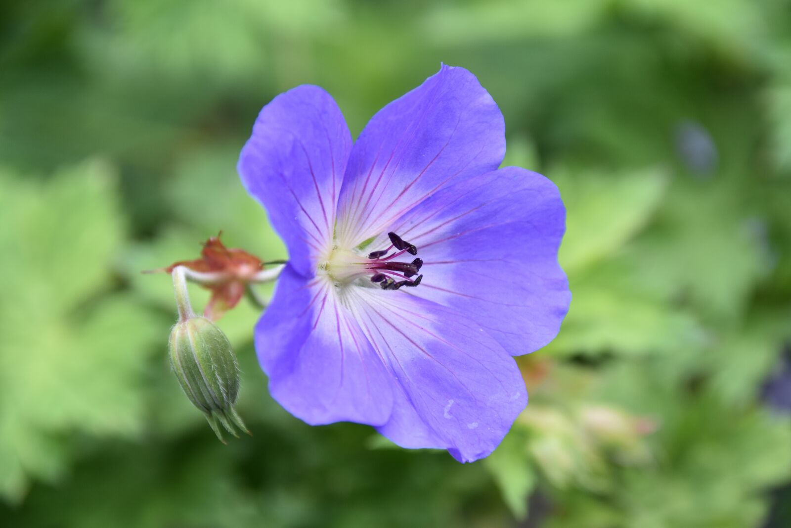 Nikon D5600 sample photo. Flower, blue flower purple photography