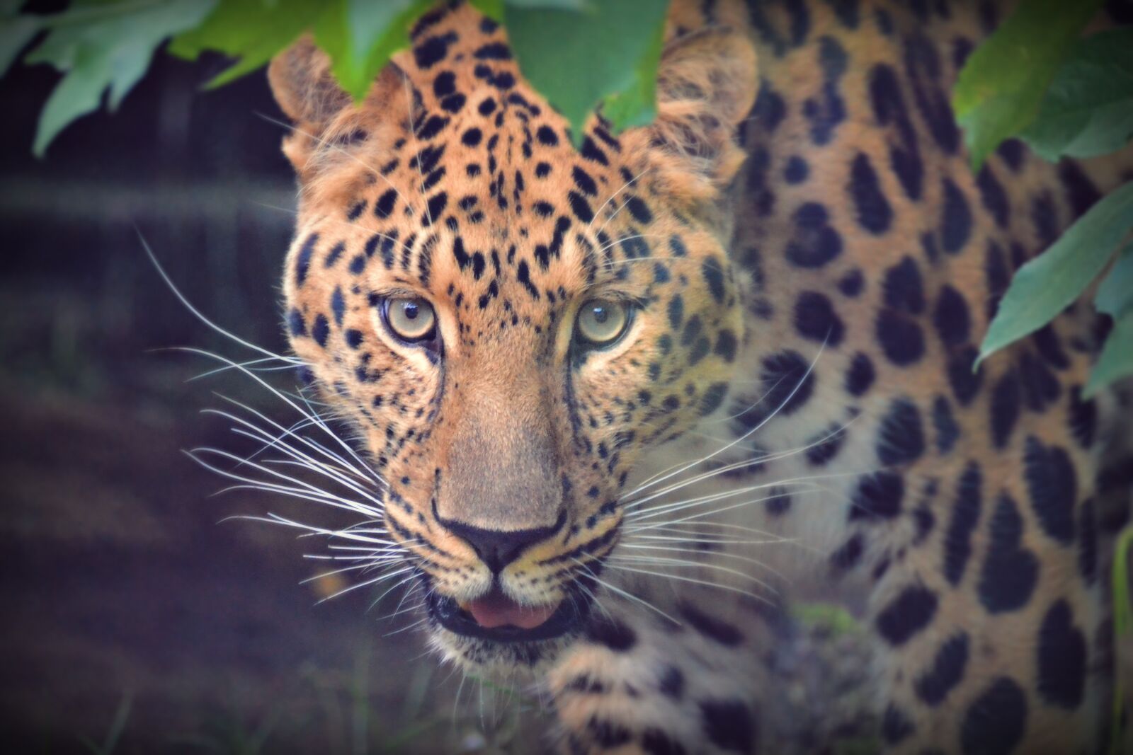 Nikon D3100 sample photo. View, portrait, pet photography