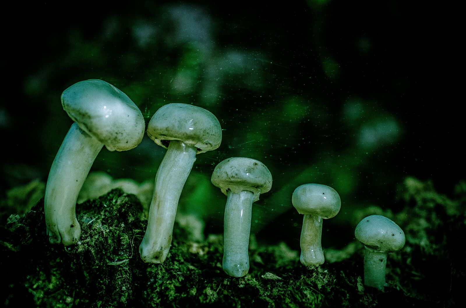 Nikon D7000 sample photo. Fungus, paris, nature photography