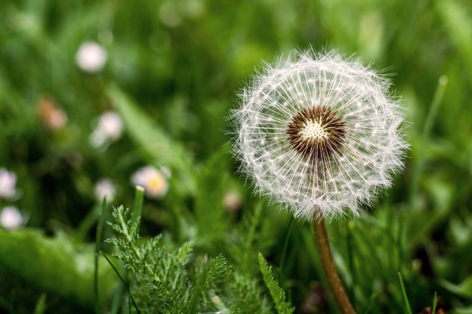 Nikon D3100 sample photo. Flower, dandelion, spring photography