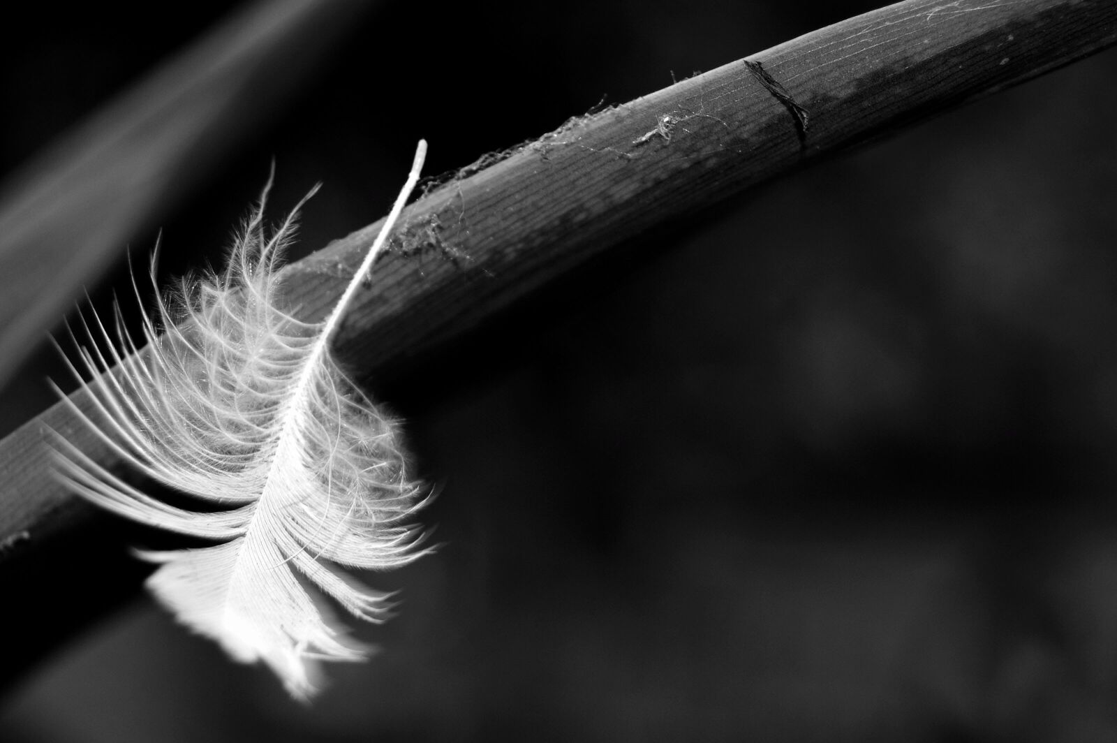 Nikon D3100 sample photo. Pen, black and white photography