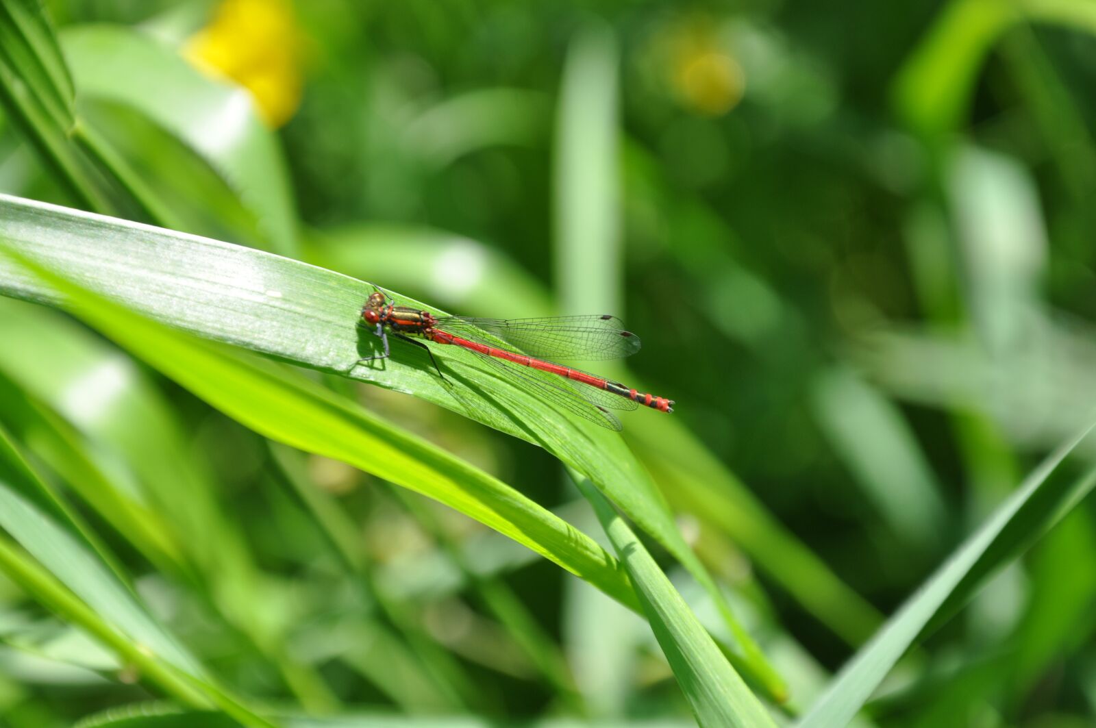 Nikon D90 sample photo. Dragonfly, on the grass photography