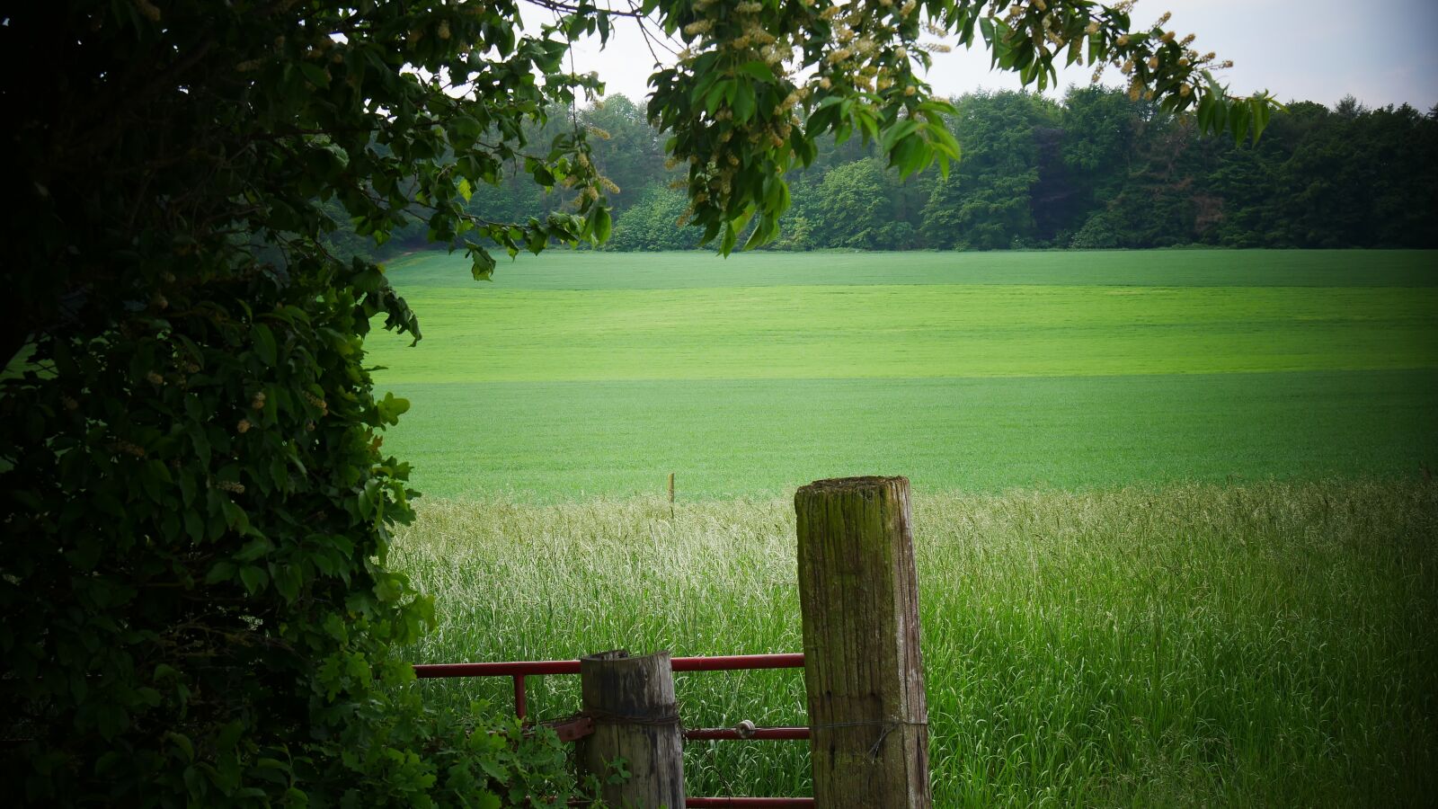 Panasonic Lumix DMC-G85 (Lumix DMC-G80) sample photo. Landscape, nature, green photography