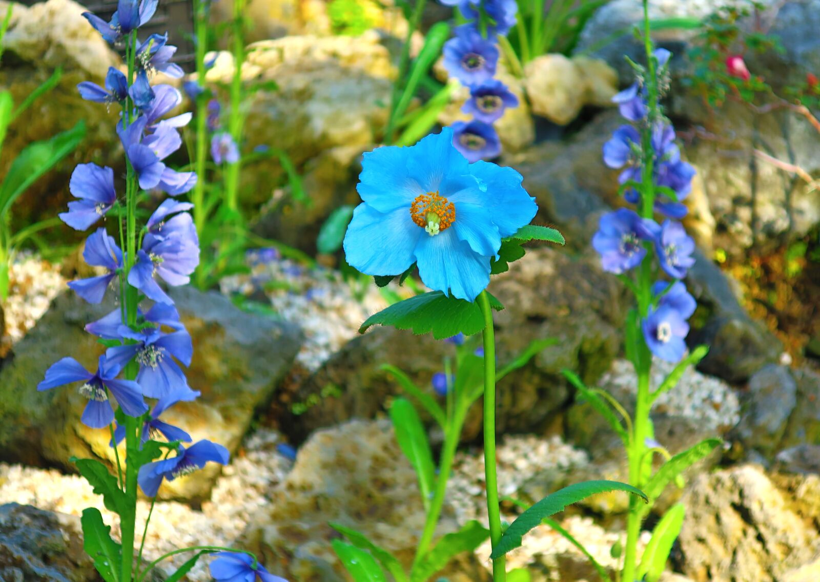 Canon PowerShot G9 X Mark II sample photo. Flowers, blue, plants photography