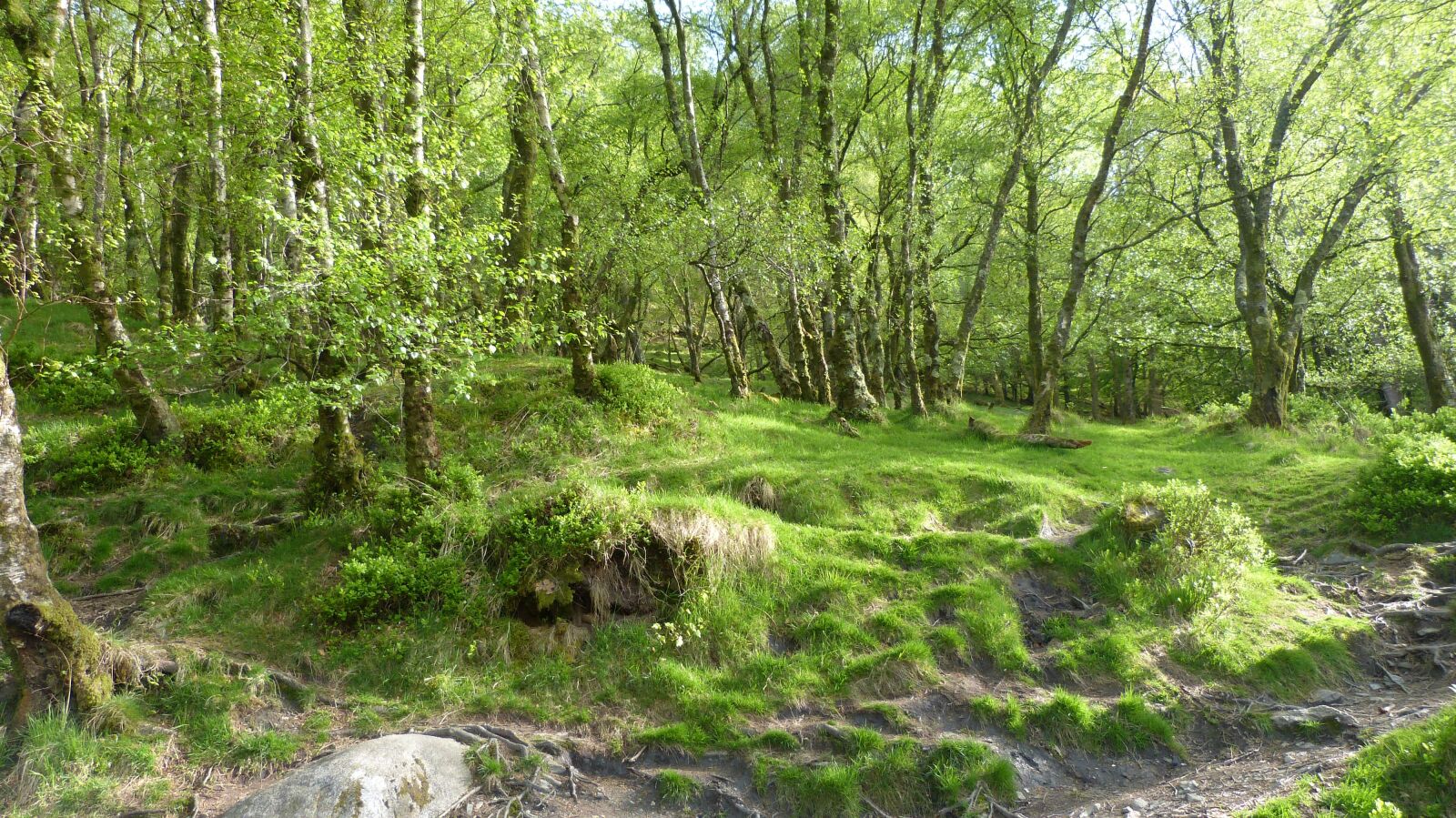 Panasonic Lumix DMC-FZ150 sample photo. Forest, ireland, birch photography
