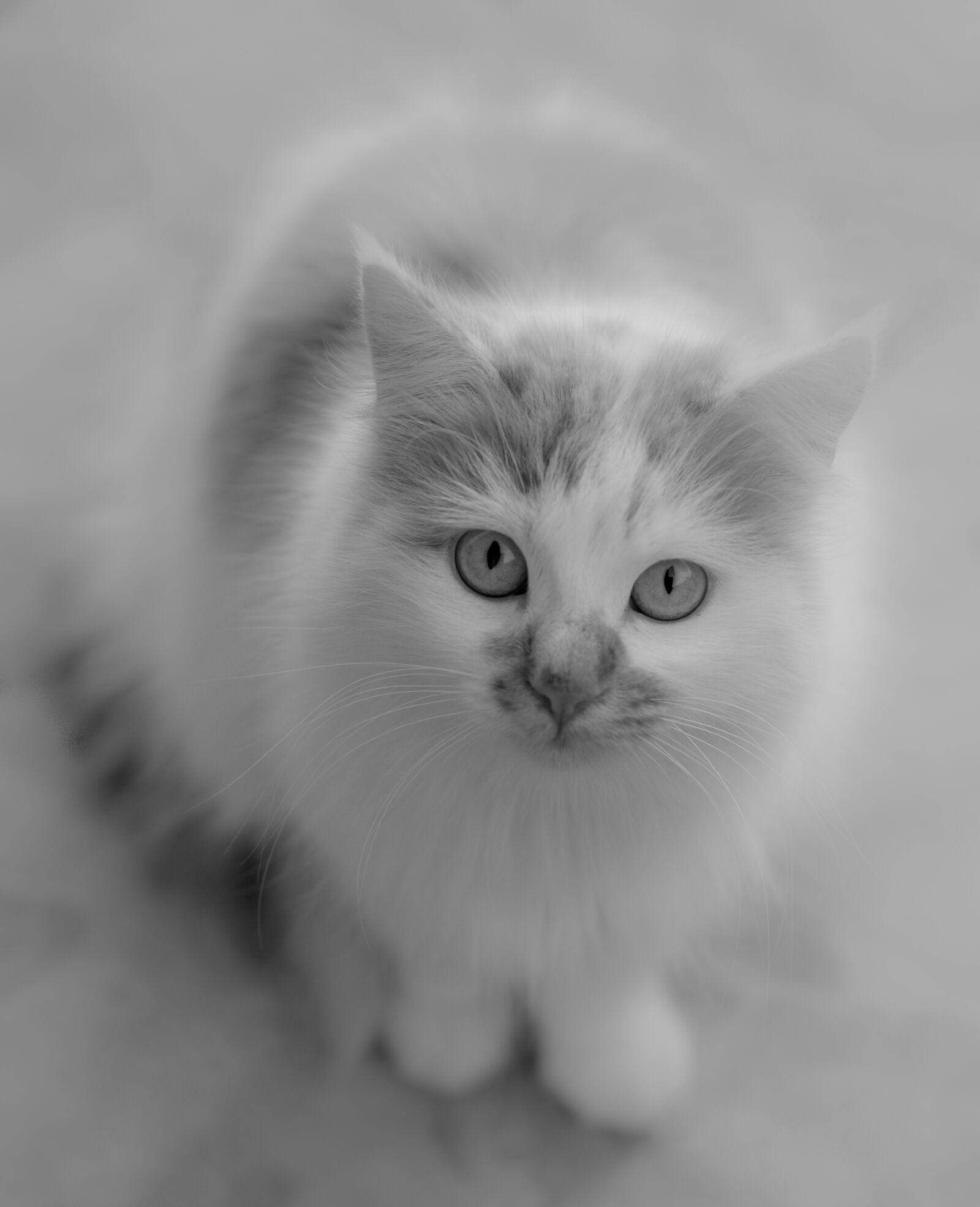 Fujifilm X-T20 sample photo. Cat, black and white photography