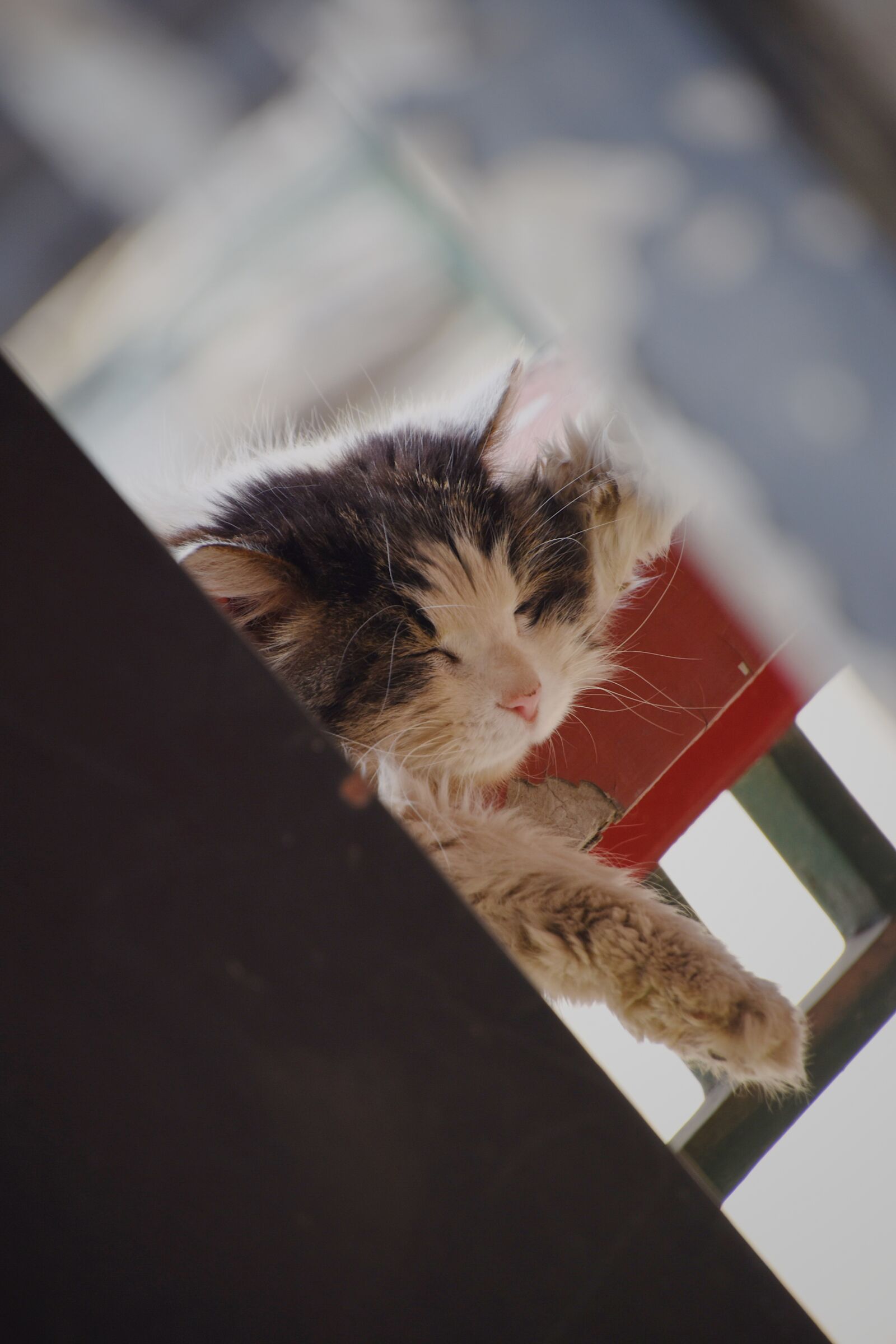 Nikon D7200 sample photo. Cat, cute, animal photography