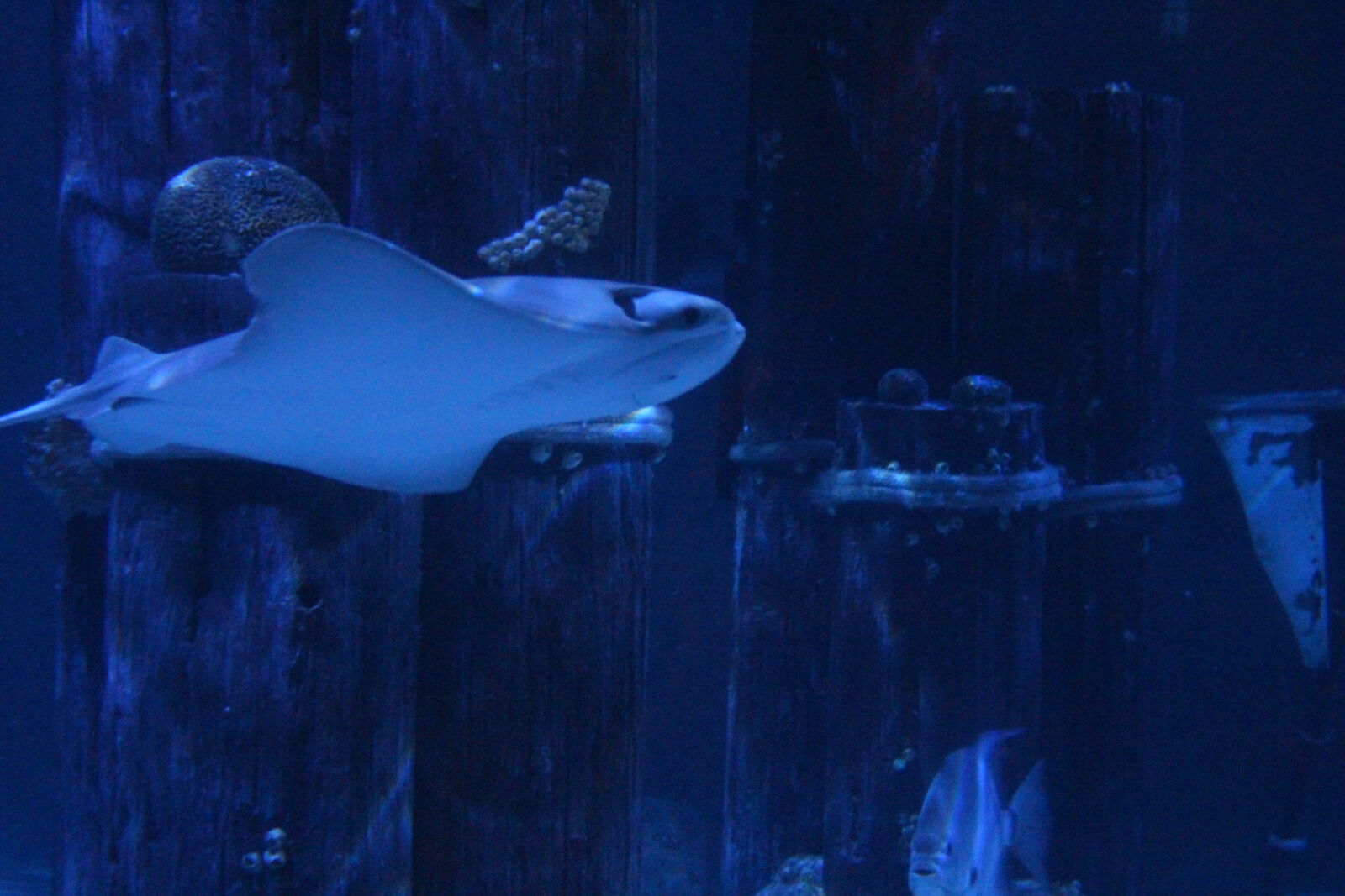 Canon EOS 700D (EOS Rebel T5i / EOS Kiss X7i) sample photo. Colorful, fish, pretty, shark photography