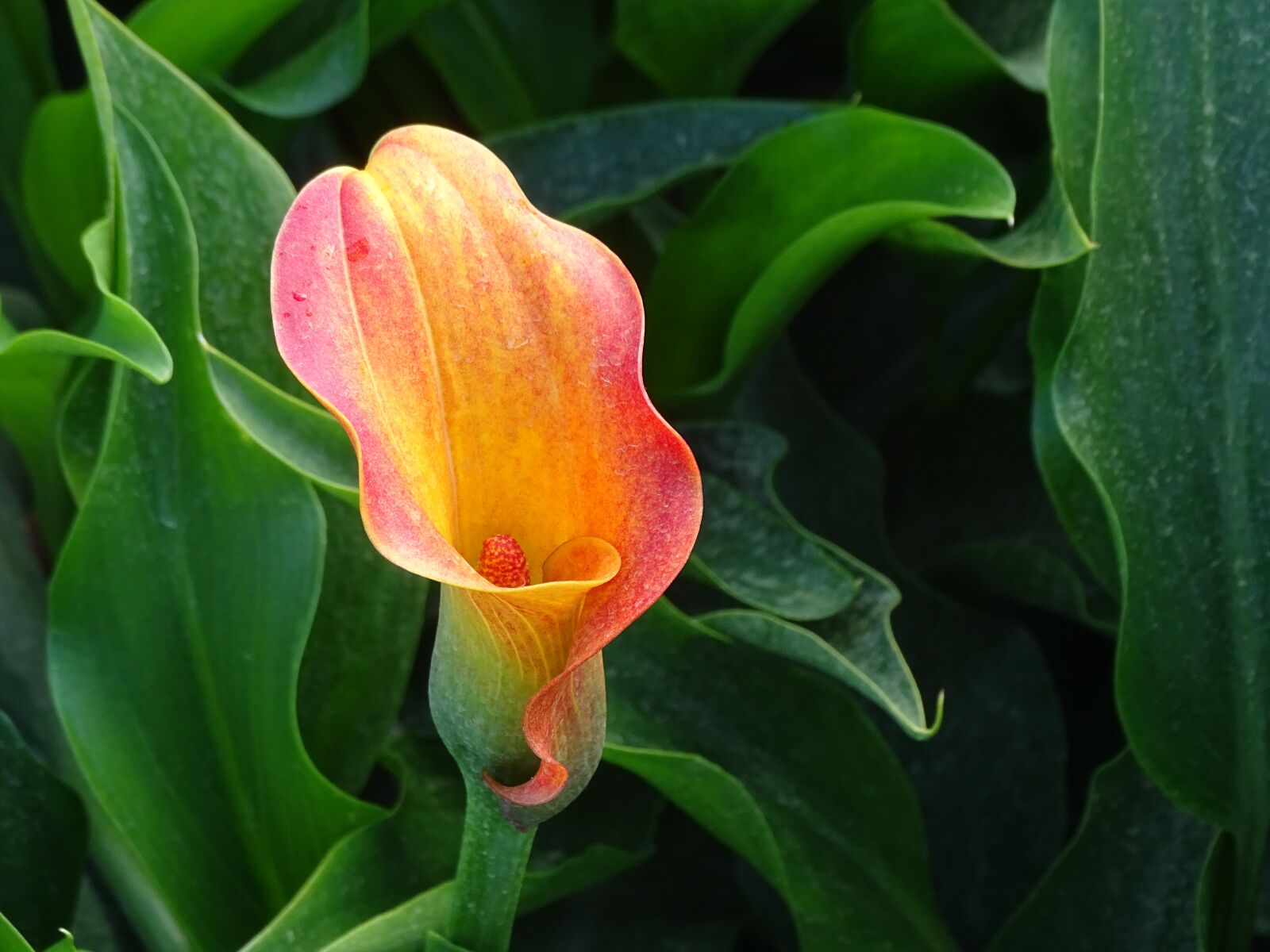 Sony Cyber-shot DSC-HX400V sample photo. Calla, calla flower, nature photography