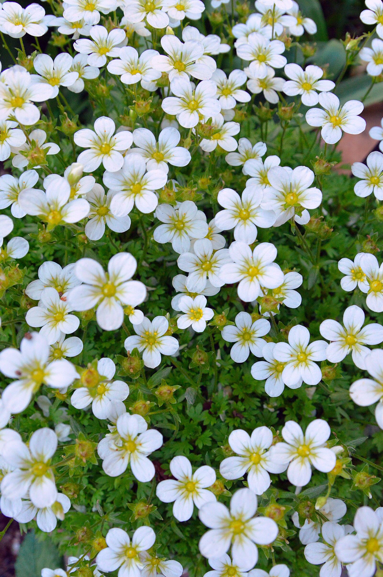 Nikon D3200 sample photo. Flowers, white, flower photography