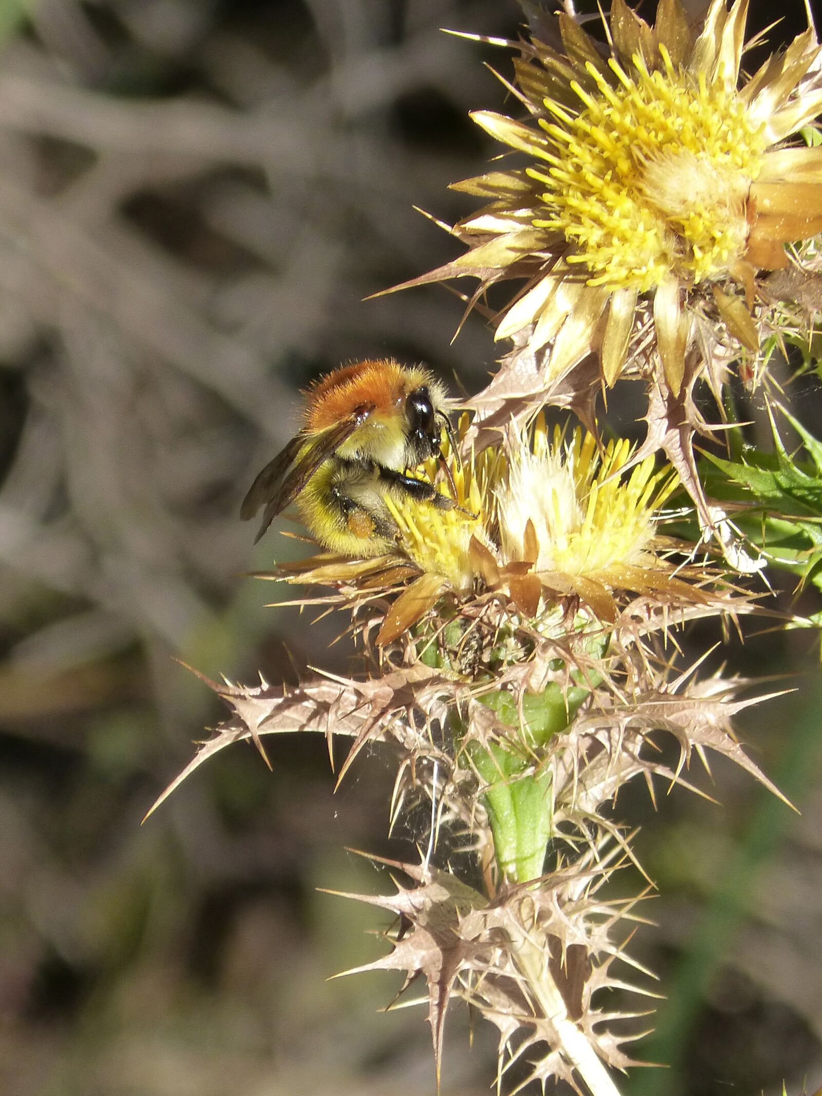 Panasonic DMC-FZ62 sample photo. Bumblebee, golden bumblebee, thistle photography