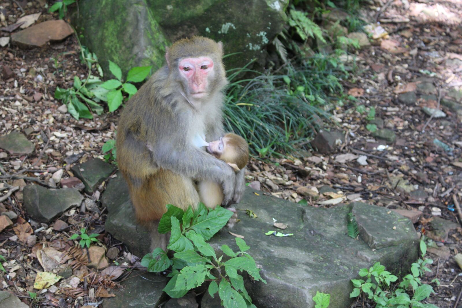 Canon EOS 700D (EOS Rebel T5i / EOS Kiss X7i) sample photo. Monkey, wildlife, nature photography