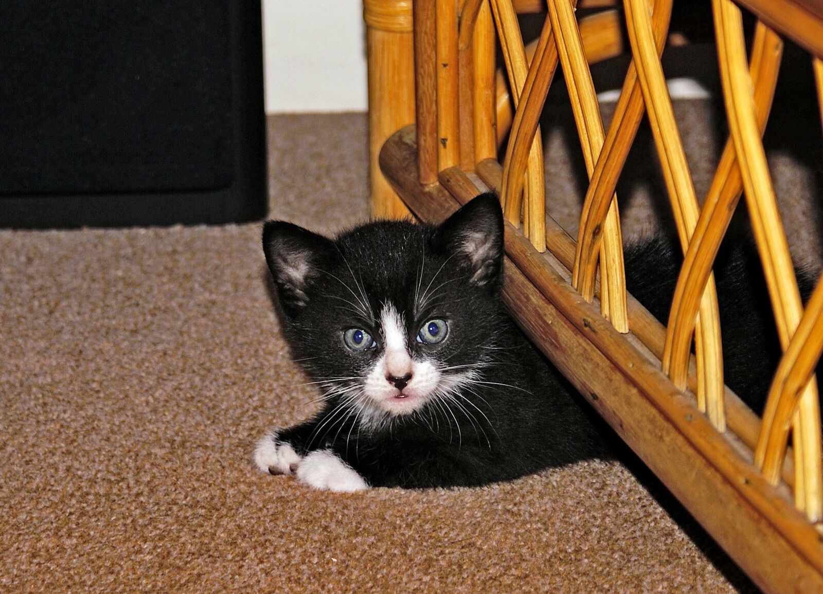 Sony Alpha DSLR-A100 sample photo. Cat, animal, black photography