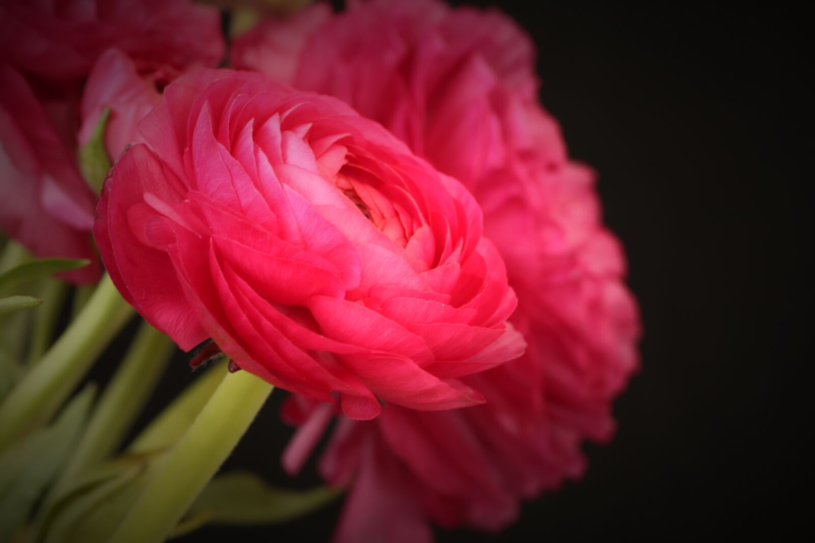 Tamron SP 90mm F2.8 Di VC USD 1:1 Macro sample photo. Ranunculus, flower, blossom photography