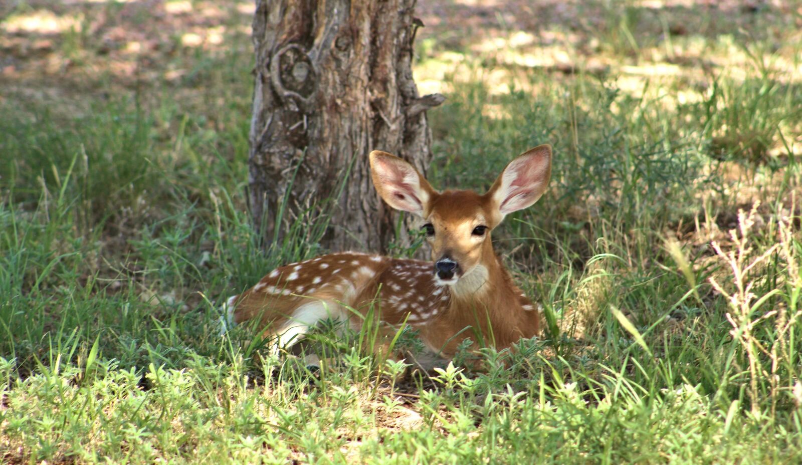 Canon EOS 700D (EOS Rebel T5i / EOS Kiss X7i) + Canon EF 75-300mm f/4-5.6 sample photo. Deer, fawn, resting photography