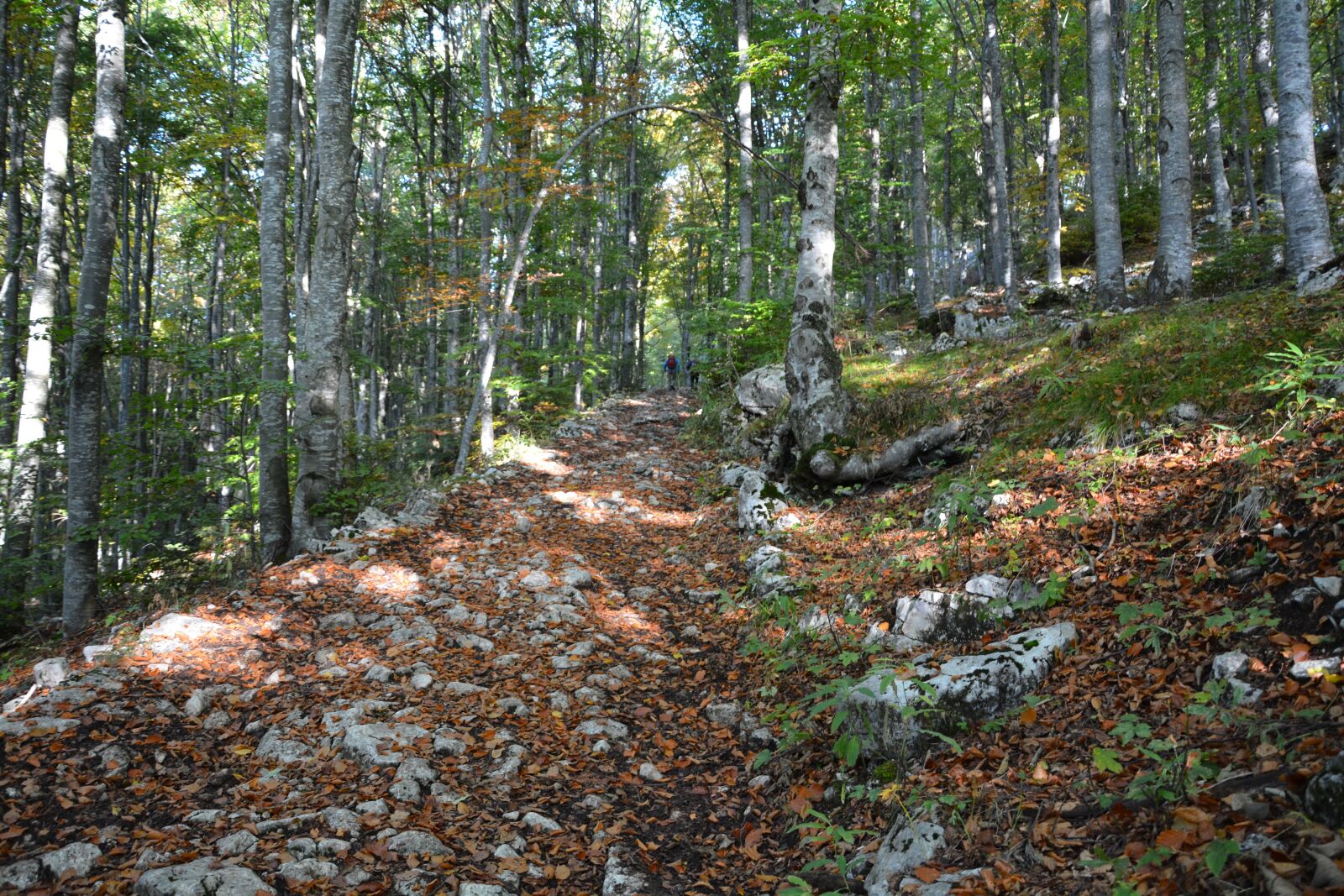 Nikon D7100 sample photo. Excursion, forest, autumn photography
