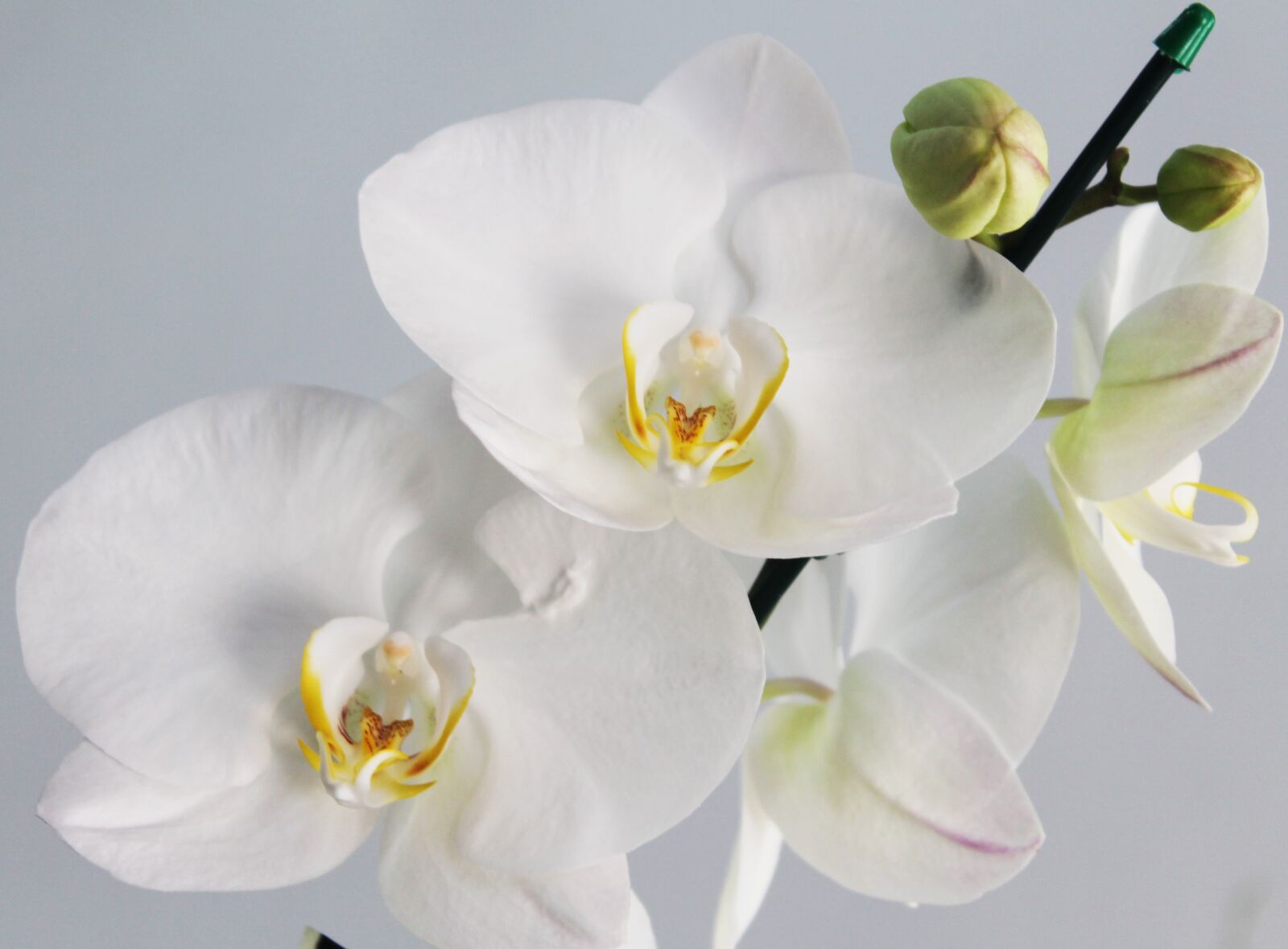Canon EOS 1100D (EOS Rebel T3 / EOS Kiss X50) sample photo. Orchid, flower, flowers photography