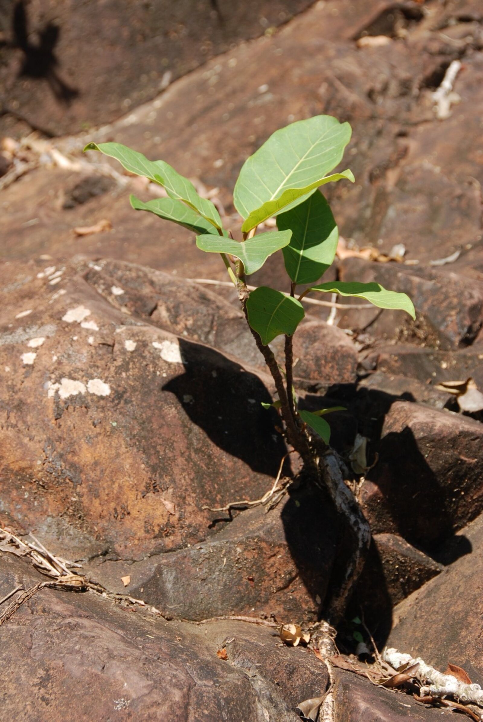 Nikon D80 sample photo. Stone, green, nature photography