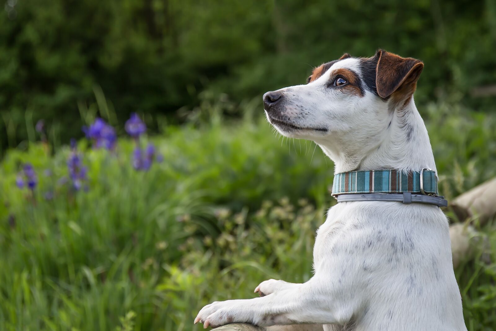 Canon EF 24-70mm F4L IS USM sample photo. Dog, animal, grass photography