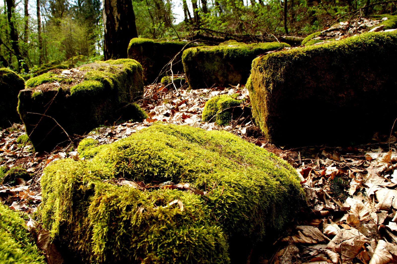 Sony Alpha DSLR-A350 sample photo. Moss, forest, stones photography