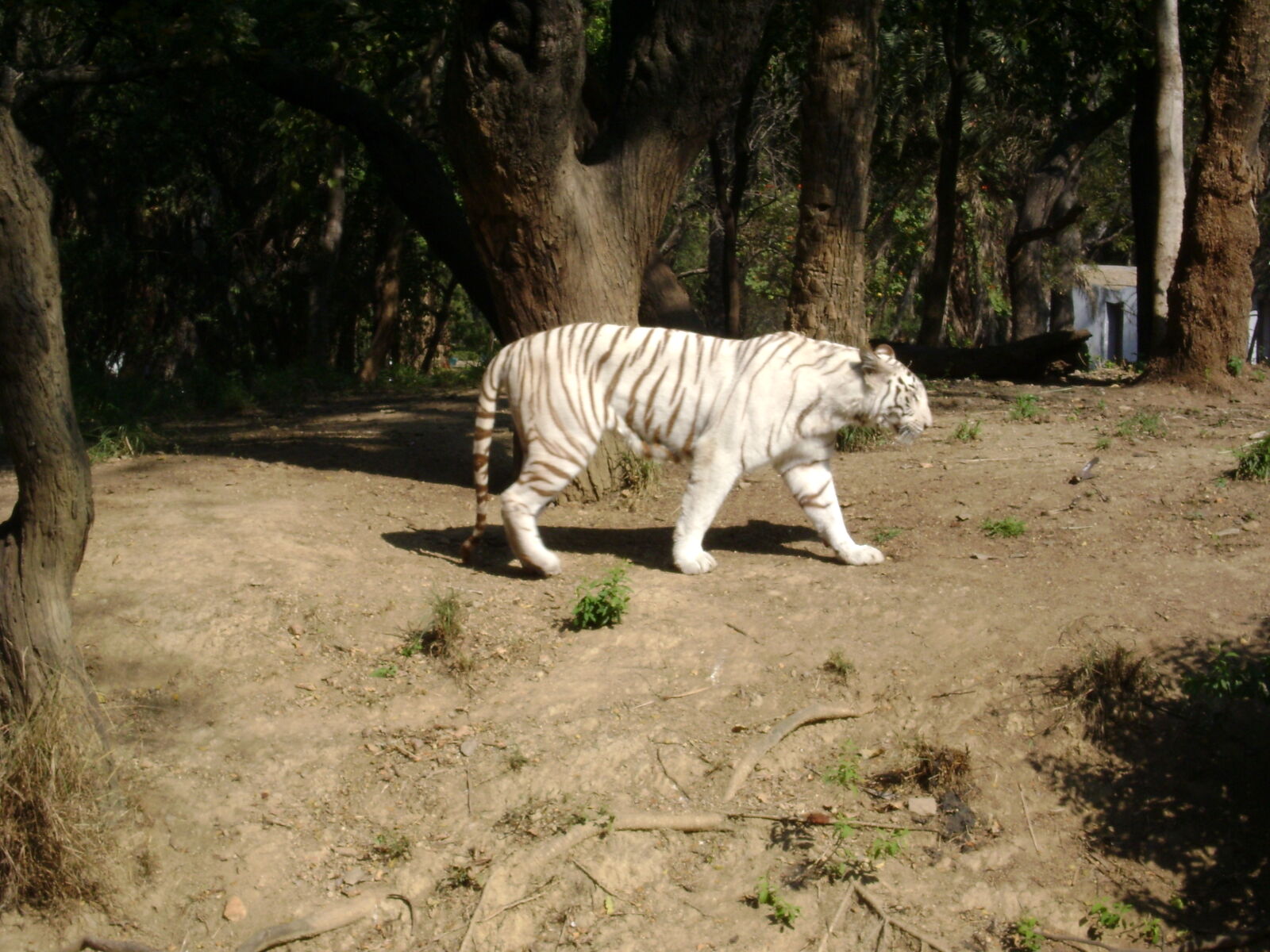 Sony Cyber-shot DSC-S750 sample photo. White, bengal, tiger photography