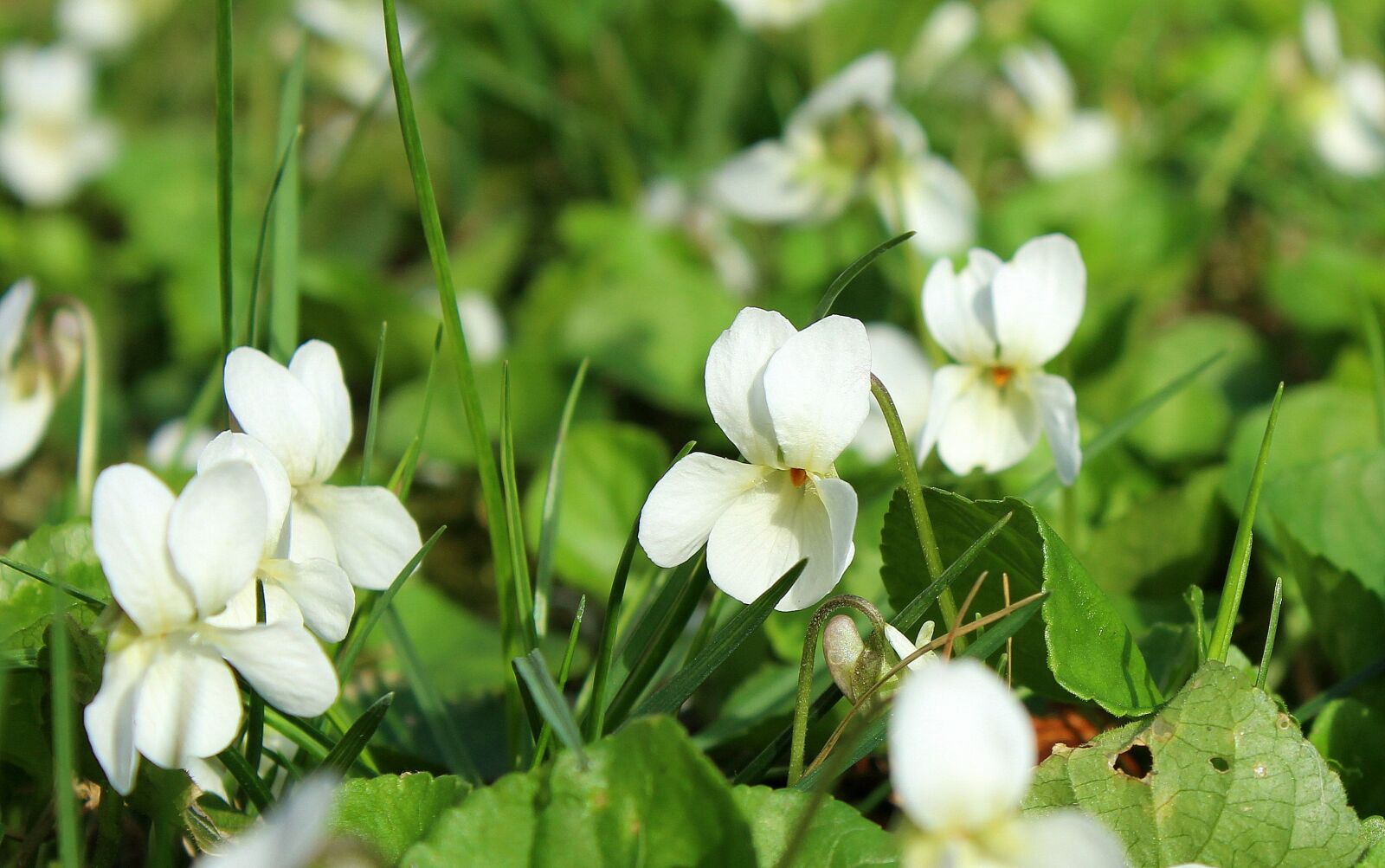 Canon EOS 1200D (EOS Rebel T5 / EOS Kiss X70 / EOS Hi) sample photo. Violets, white, spring flowers photography