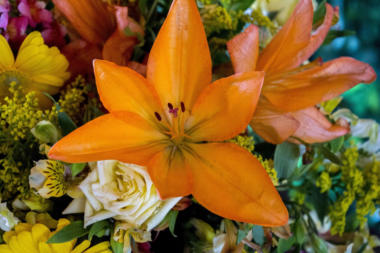 Canon EOS 700D (EOS Rebel T5i / EOS Kiss X7i) sample photo. Flower, nature, green photography
